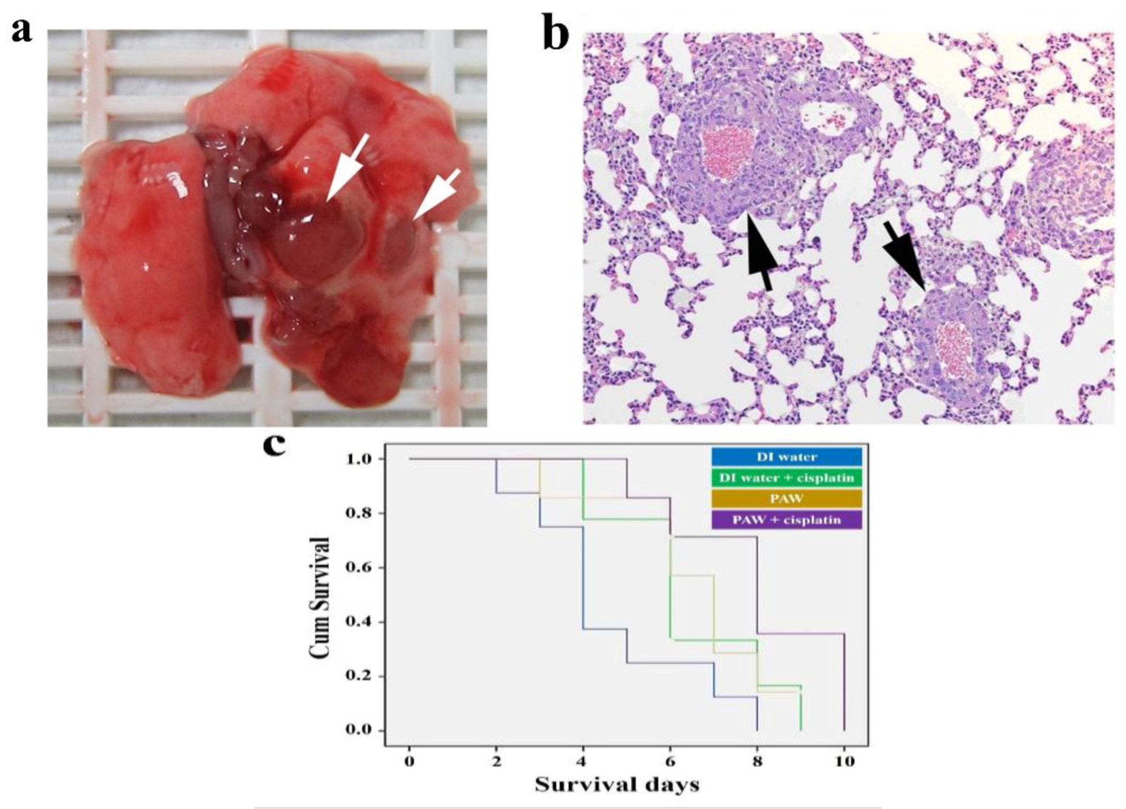 Ijms 19 01589 g006 Ijms 19 01589 g006