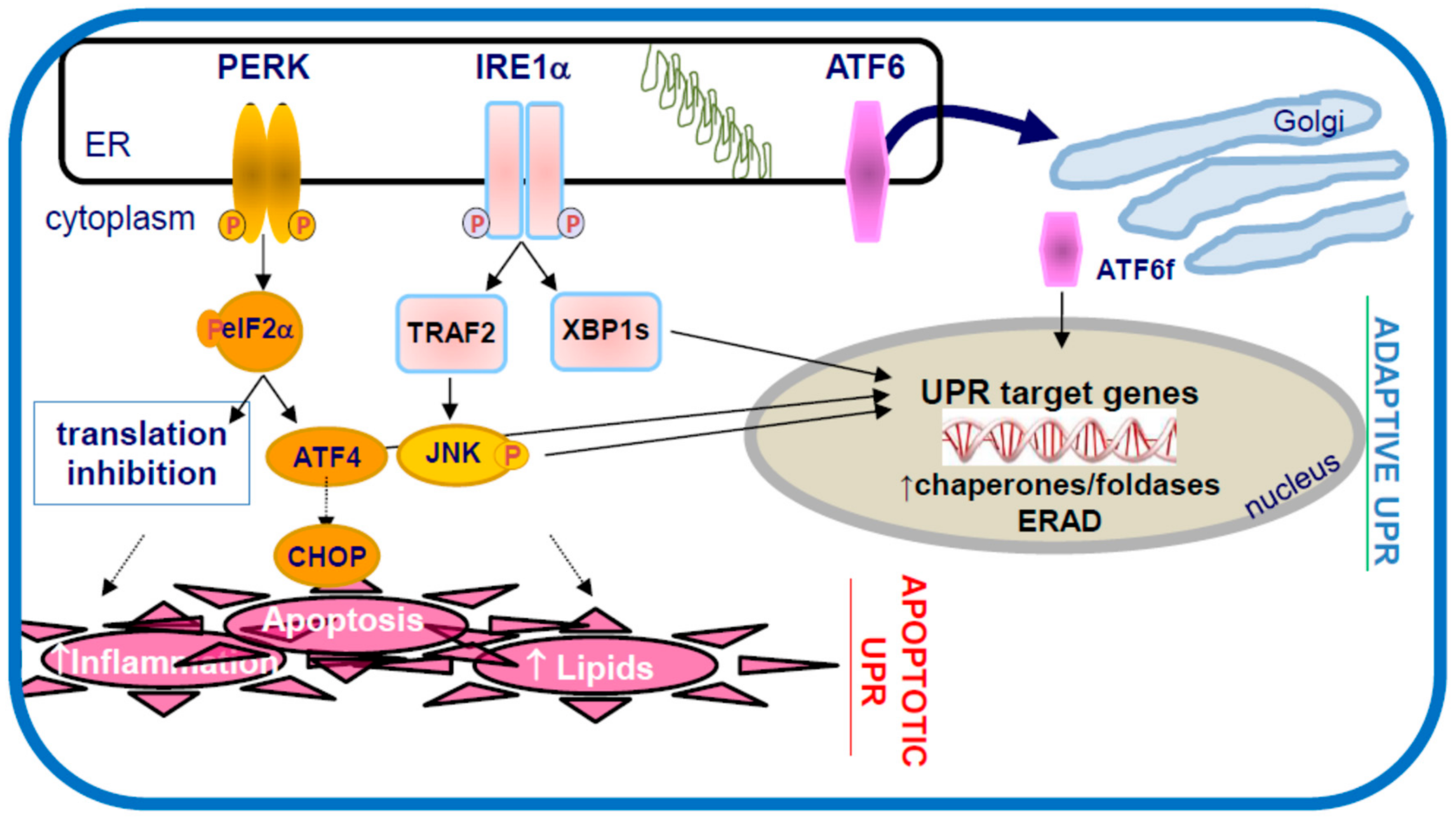 Ijms 19 01607 g002 Ijms 19 01607 g002
