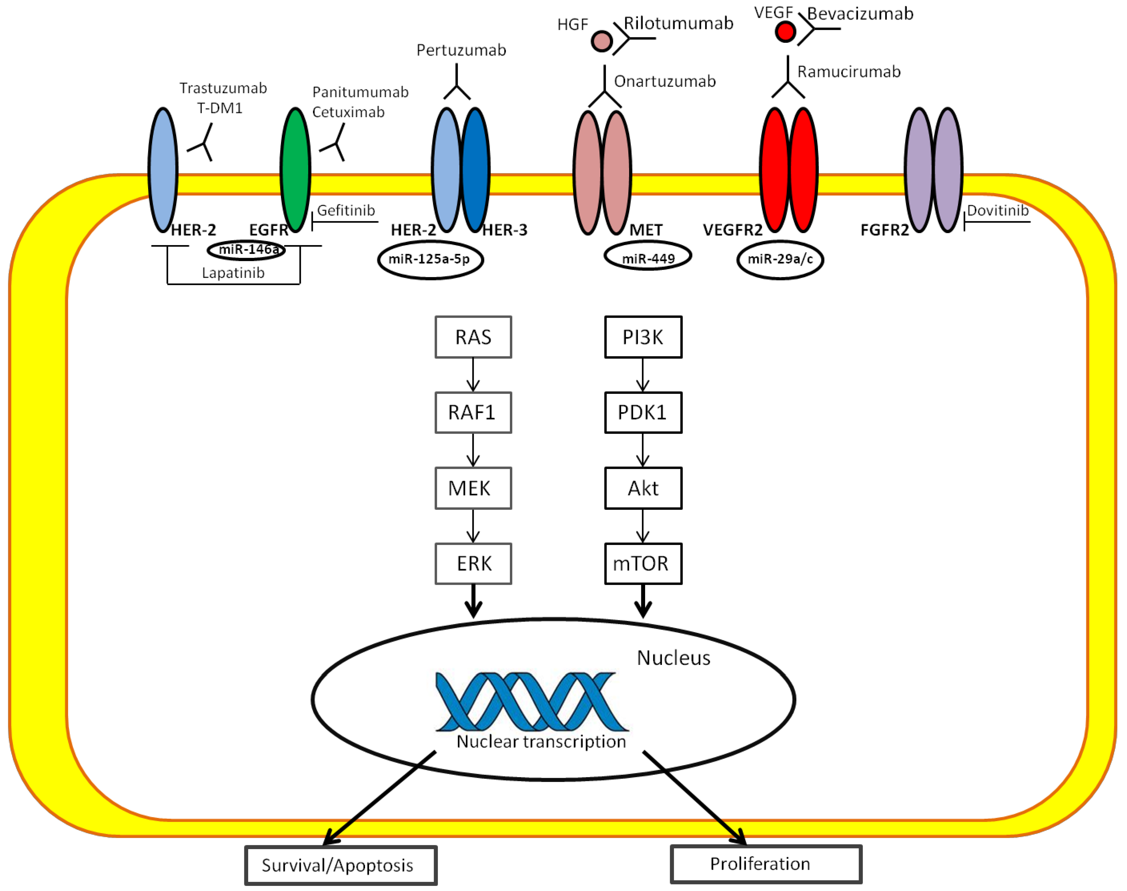 Ijms 19 01683 g002 Ijms 19 01683 g002