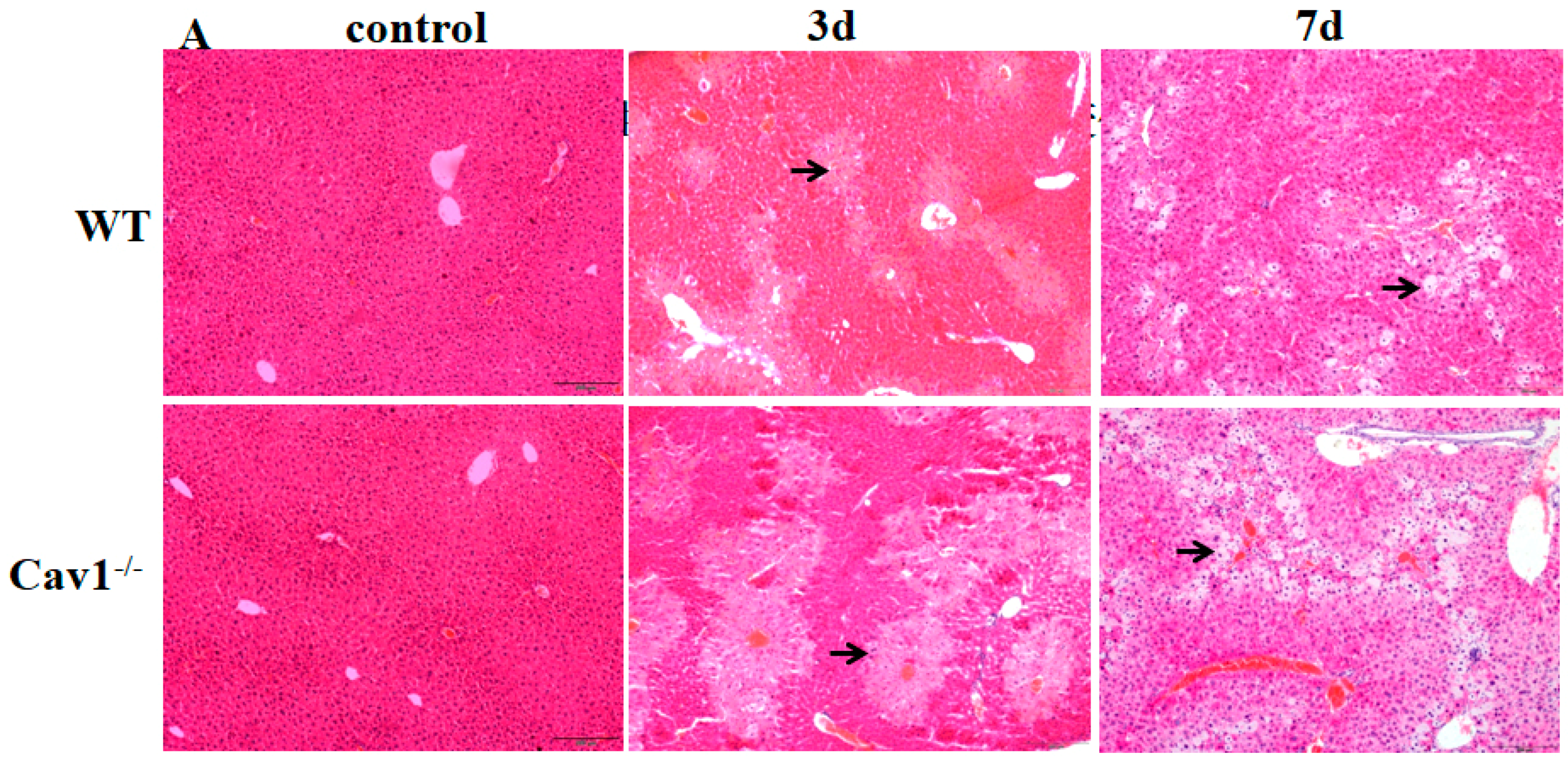 Ijms 19 01729 g002a Ijms 19 01729 g002a