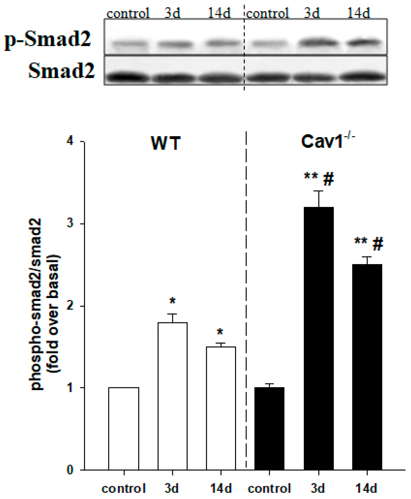Ijms 19 01729 g004 Ijms 19 01729 g004