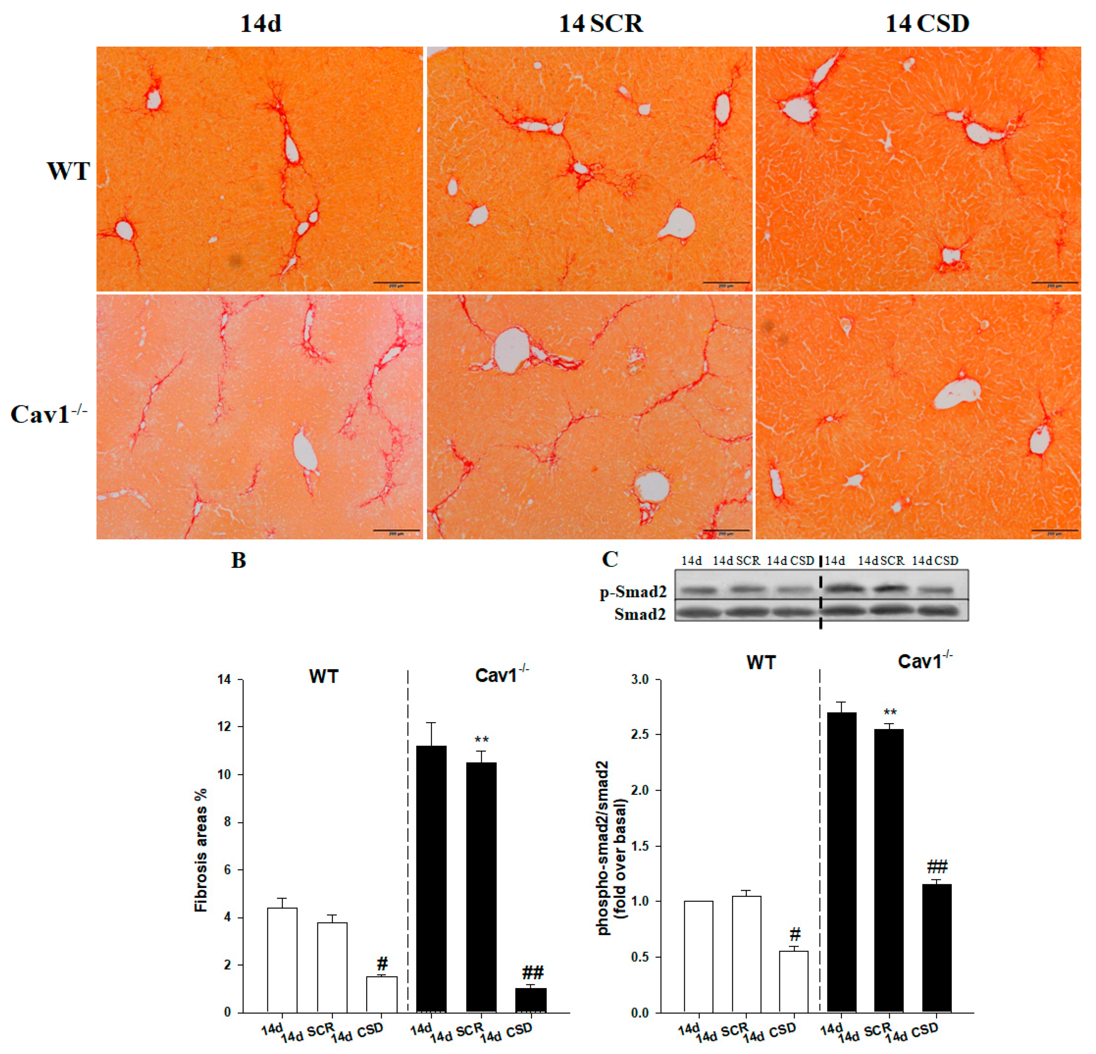 Ijms 19 01729 g007 Ijms 19 01729 g007