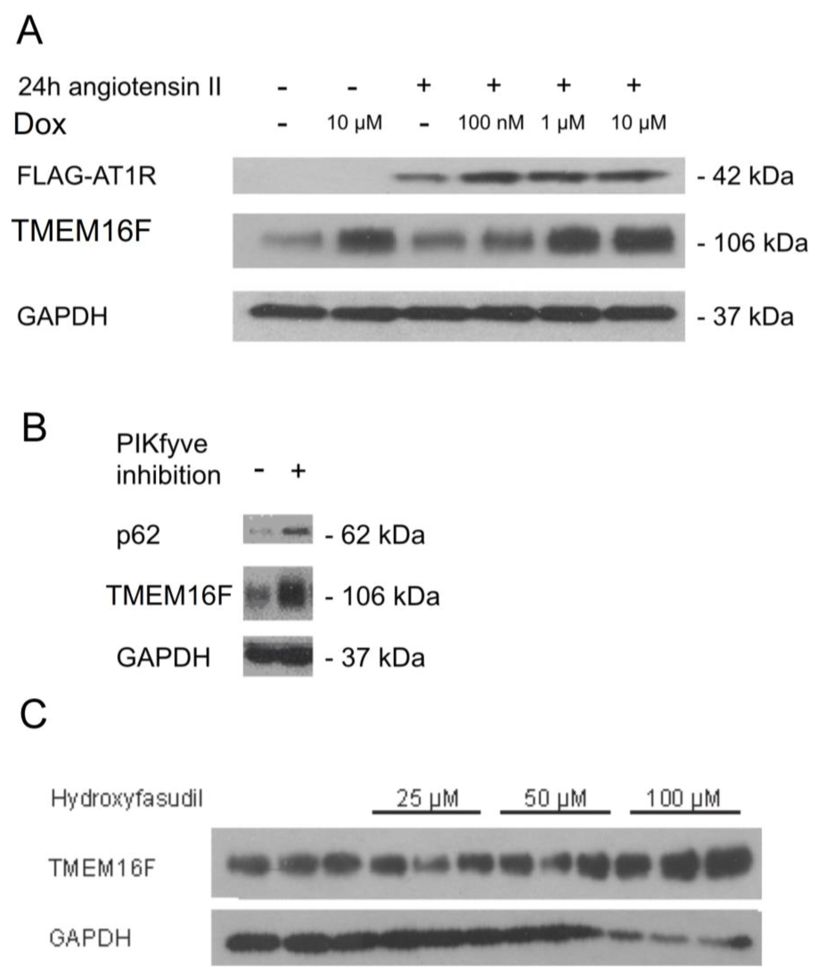 Ijms 19 01798 g007
