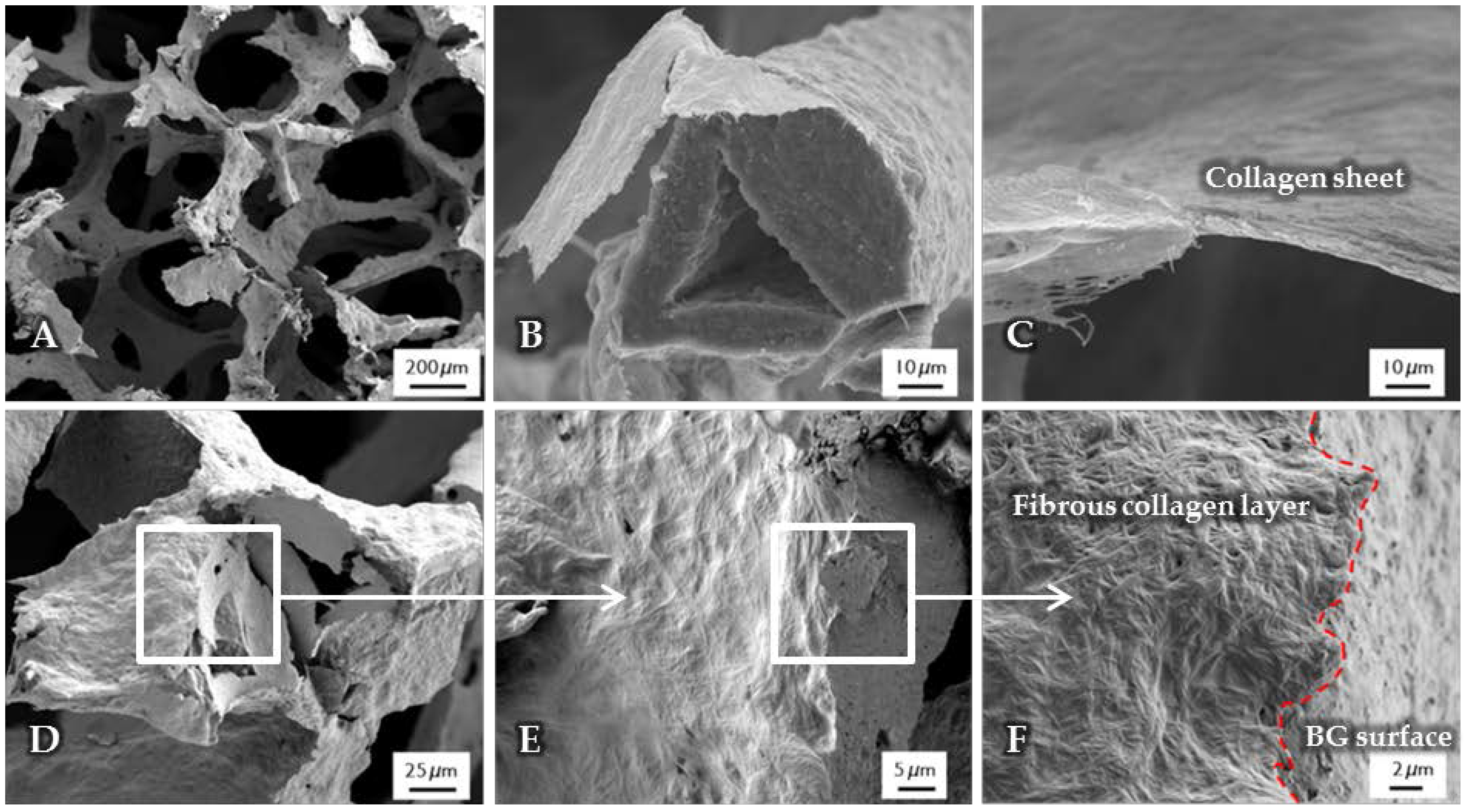 Ijms 19 01807 g002 Ijms 19 01807 g002