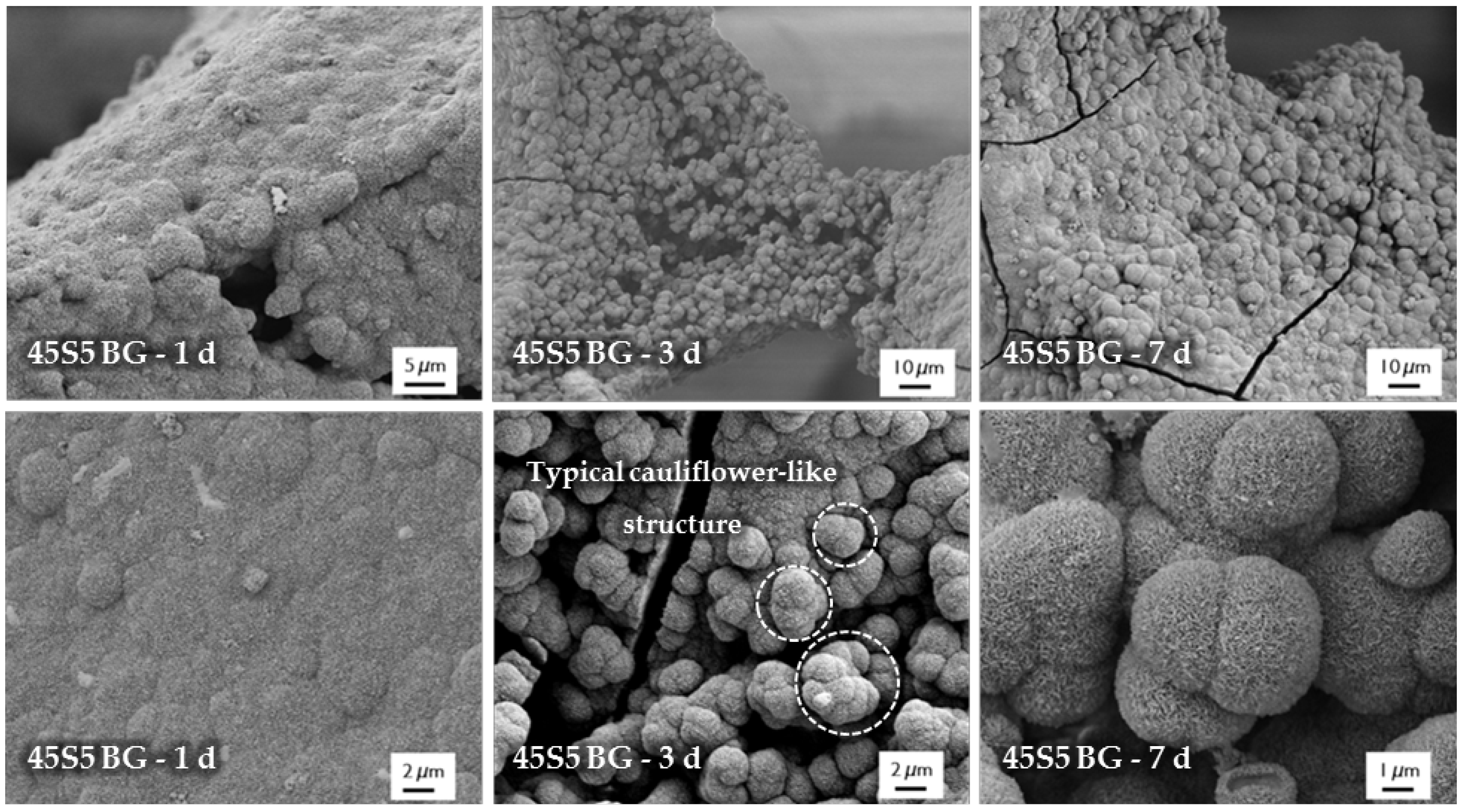 Ijms 19 01807 g006 Ijms 19 01807 g006