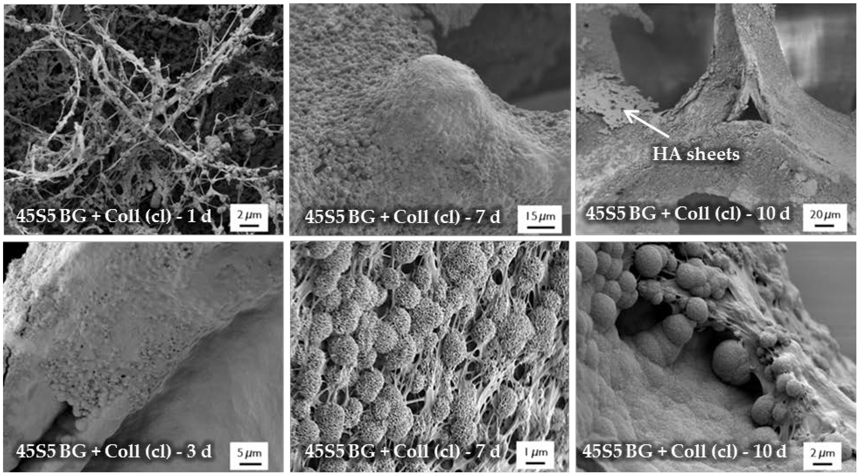 Ijms 19 01807 g008 Ijms 19 01807 g008