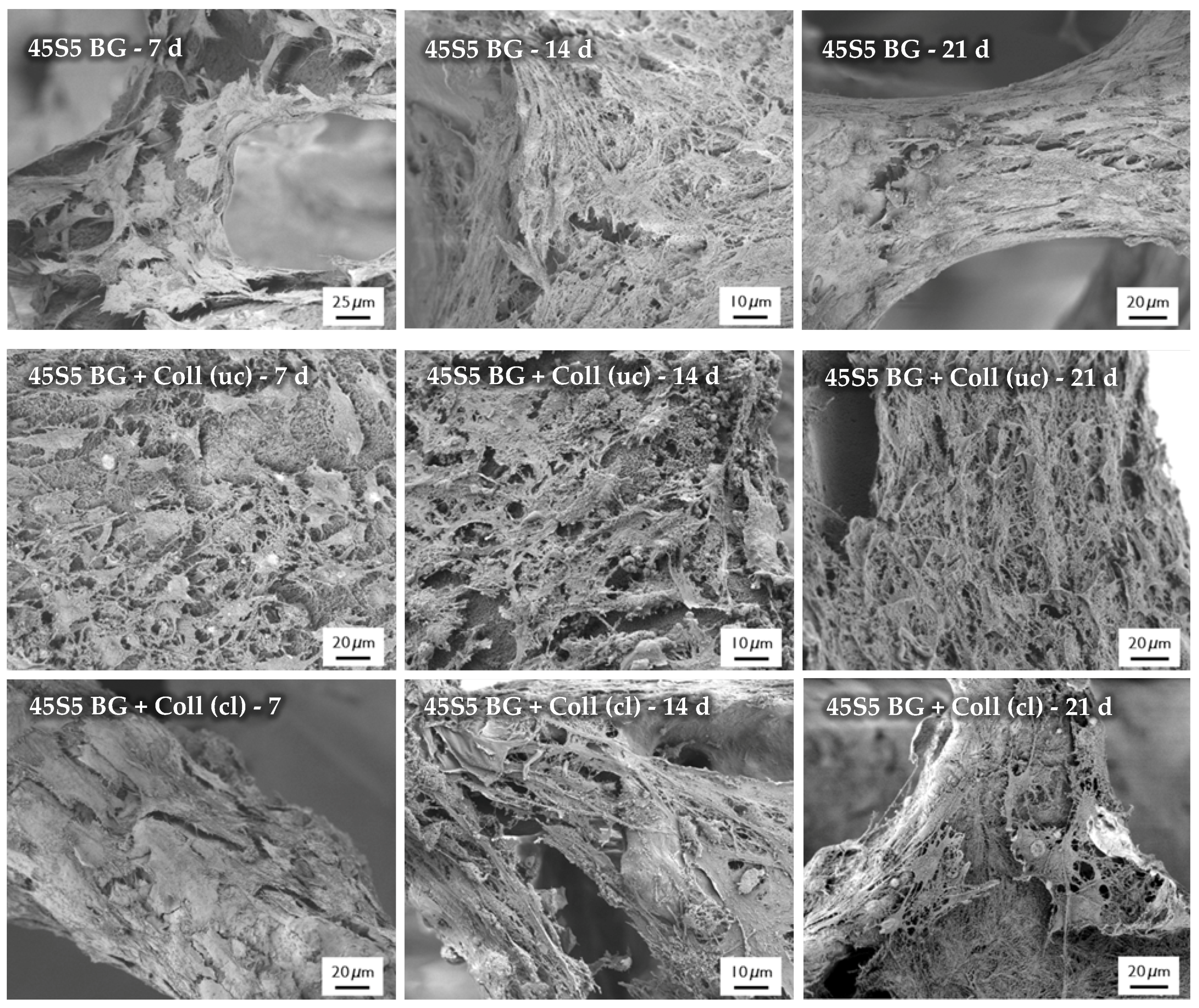 Ijms 19 01807 g016 Ijms 19 01807 g016