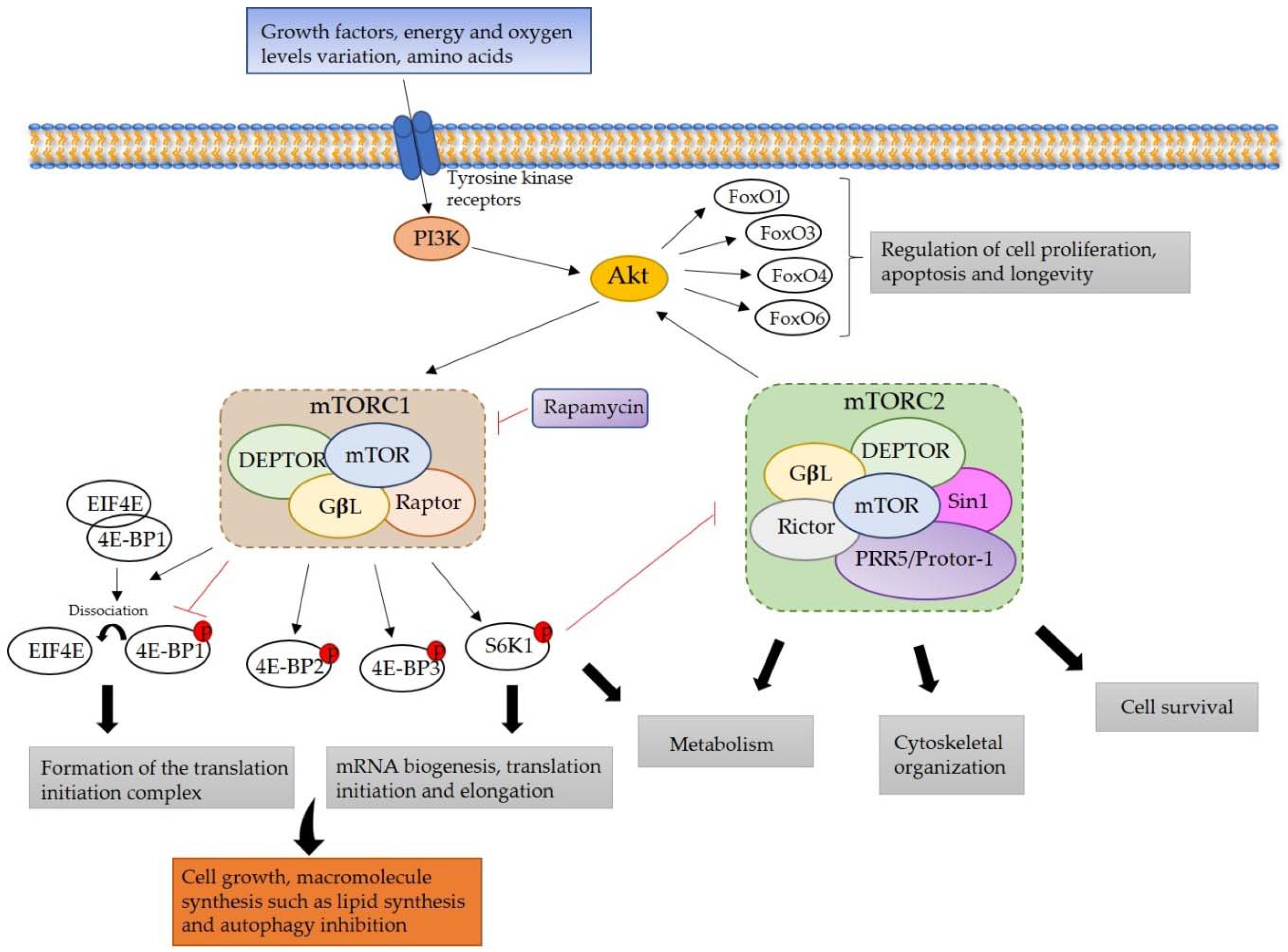 Ijms 19 01838 g001 Ijms 19 01838 g001