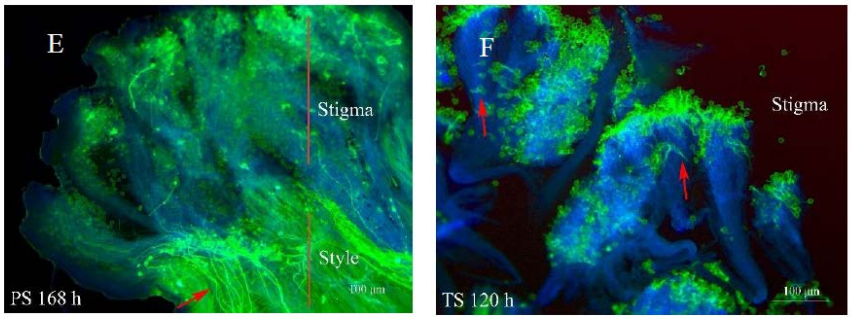 Ijms 19 01840 g002b Ijms 19 01840 g002b