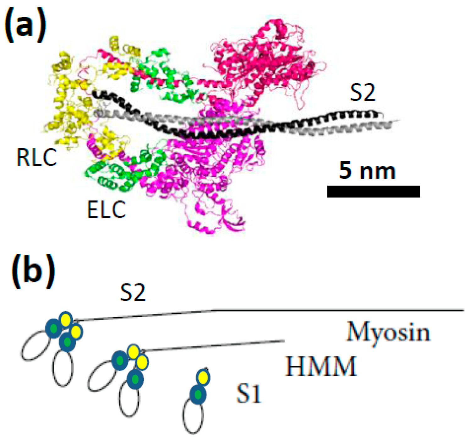 Ijms 19 01863 g002 Ijms 19 01863 g002