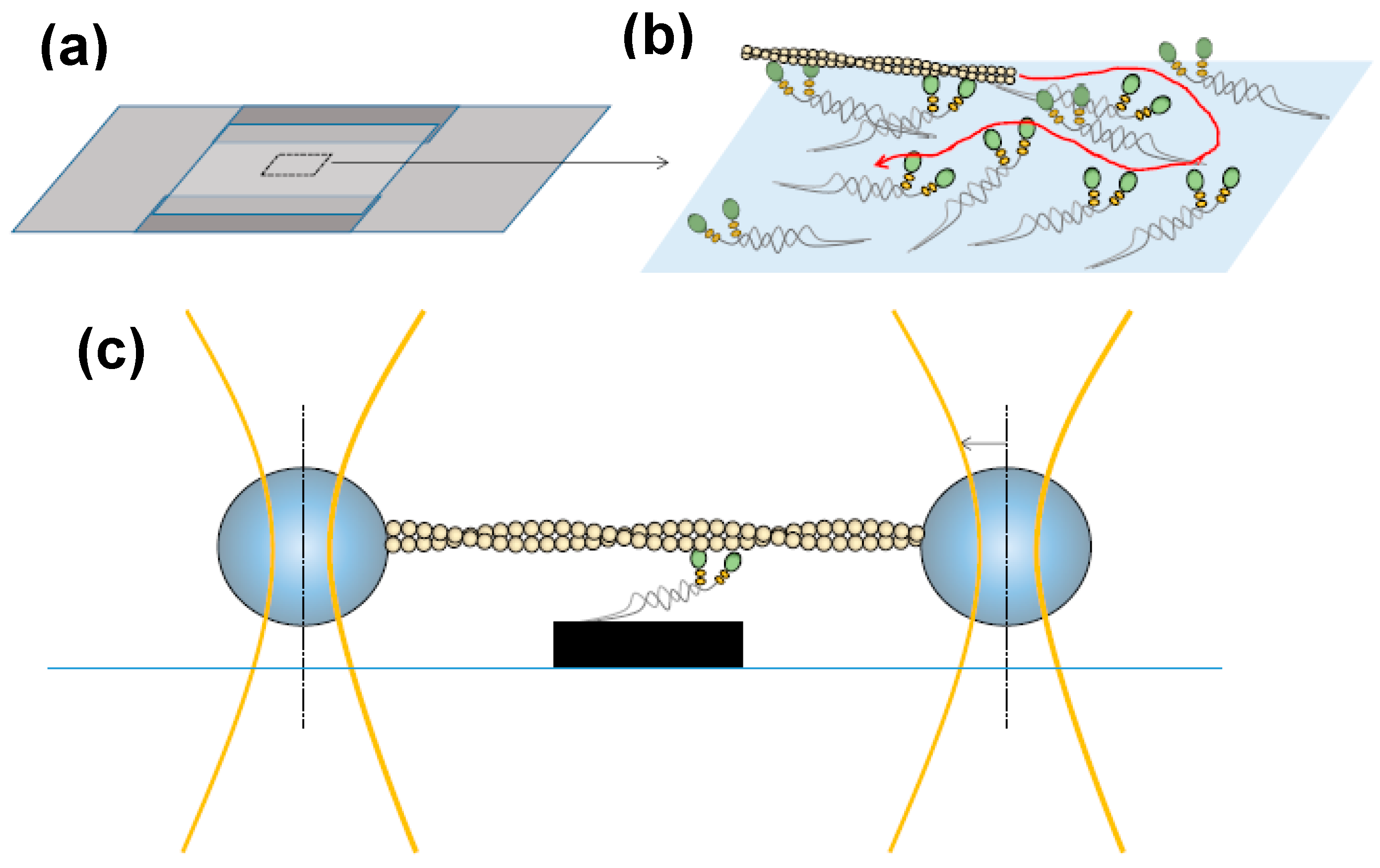 Ijms 19 01863 g003 Ijms 19 01863 g003