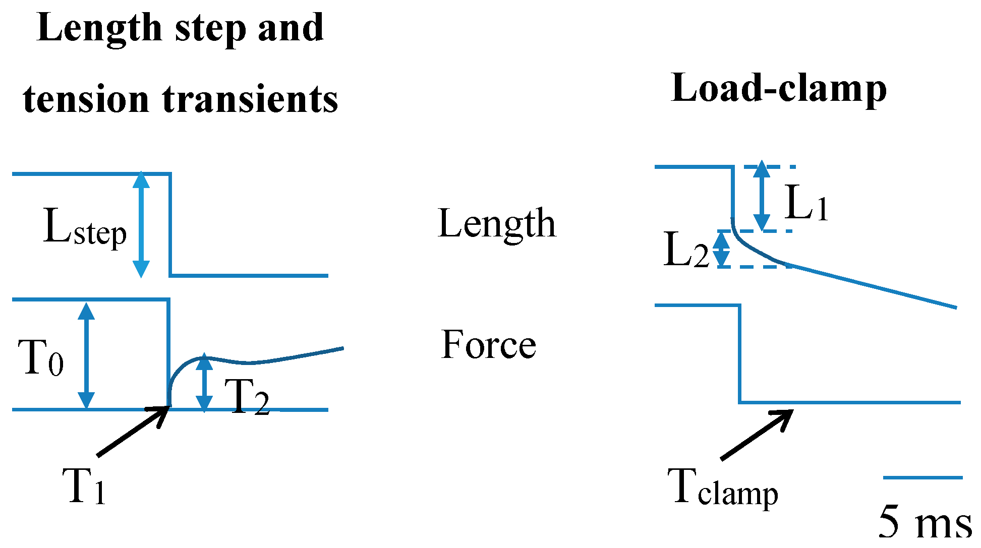 Ijms 19 01863 g004 Ijms 19 01863 g004