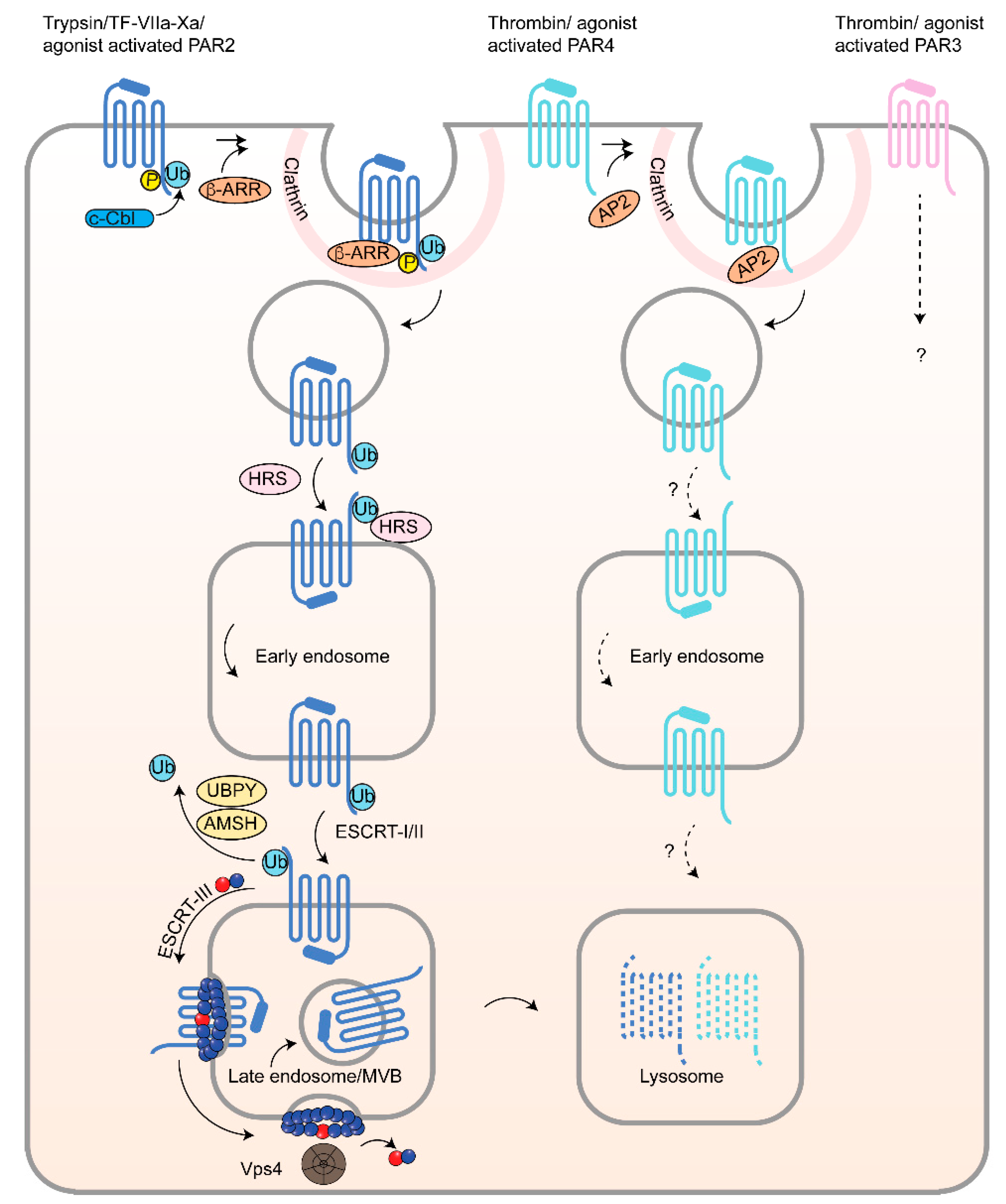 Ijms 19 01886 g005 Ijms 19 01886 g005