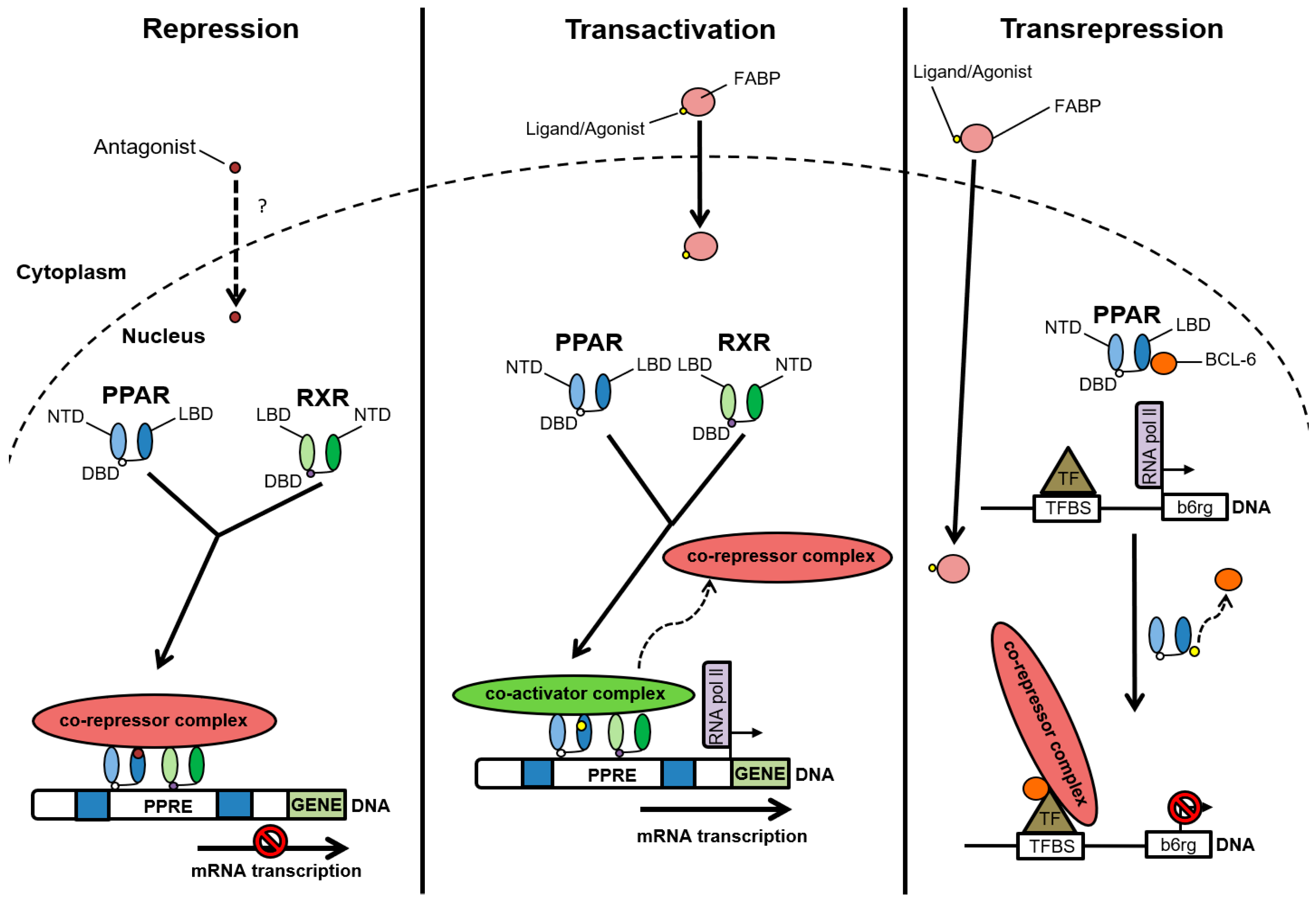 Ijms 19 01893 g003 Ijms 19 01893 g003