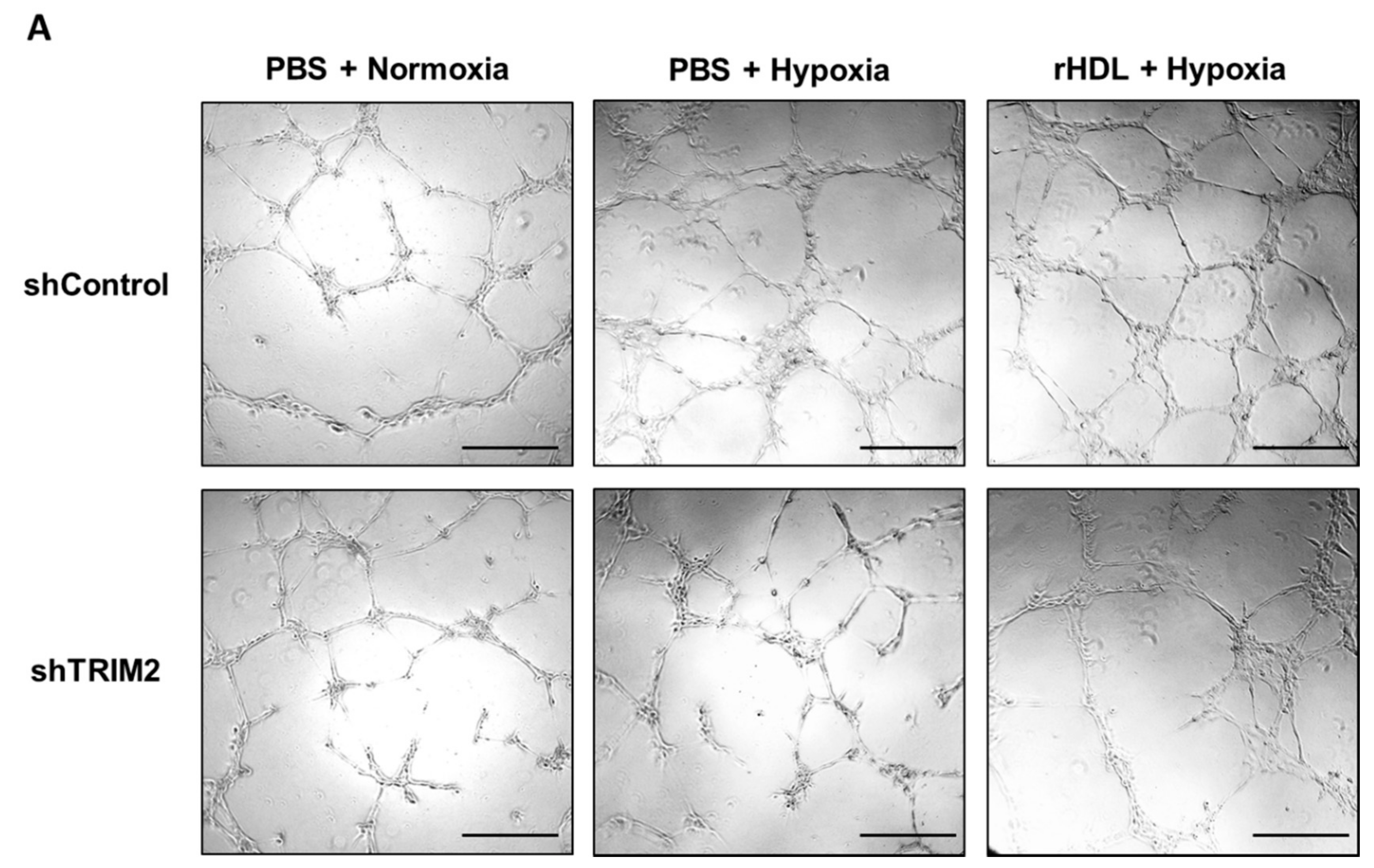 Ijms 19 01903 g006a Ijms 19 01903 g006a