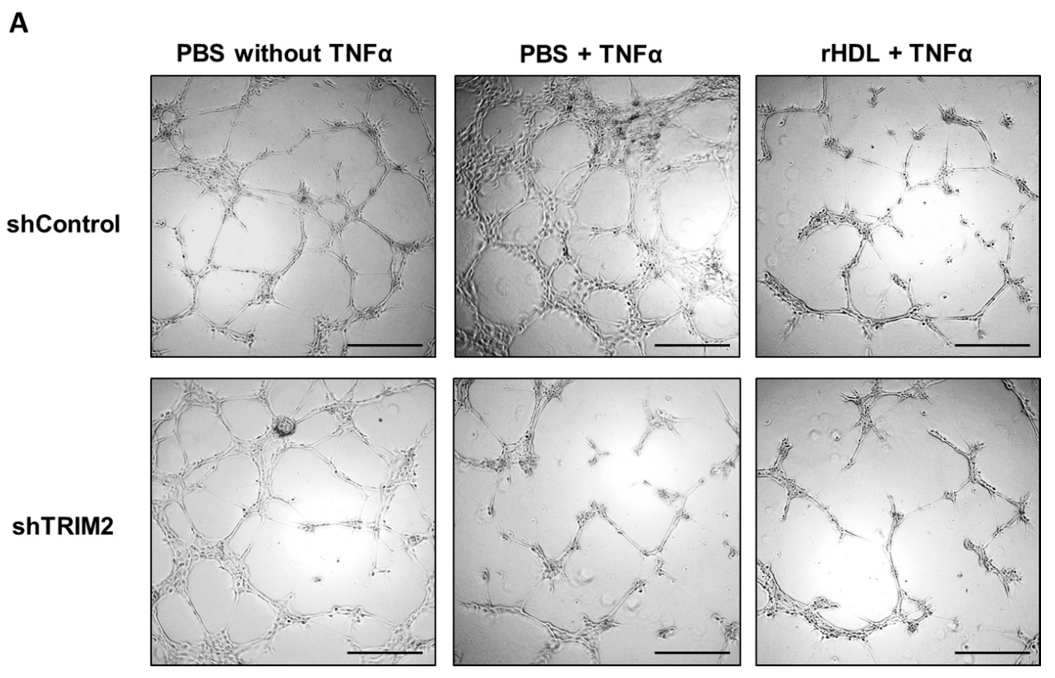 Ijms 19 01903 g007a Ijms 19 01903 g007a