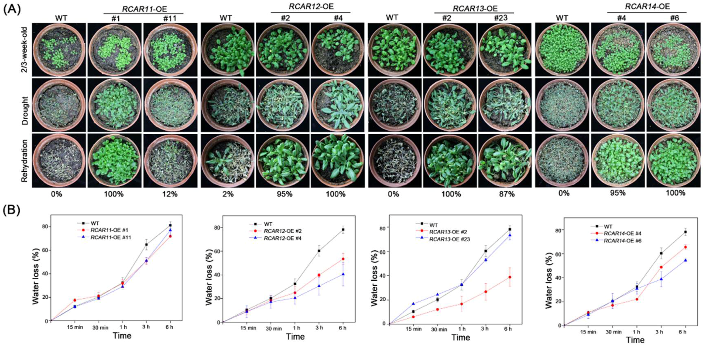 Ijms 19 01938 g004 Ijms 19 01938 g004