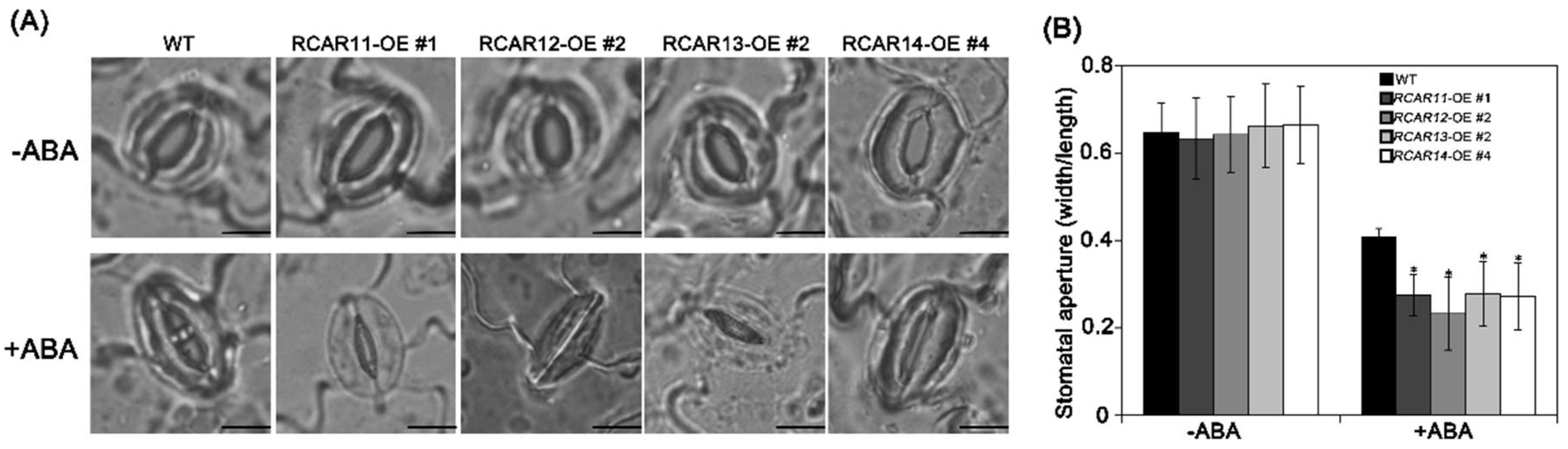 Ijms 19 01938 g005 Ijms 19 01938 g005