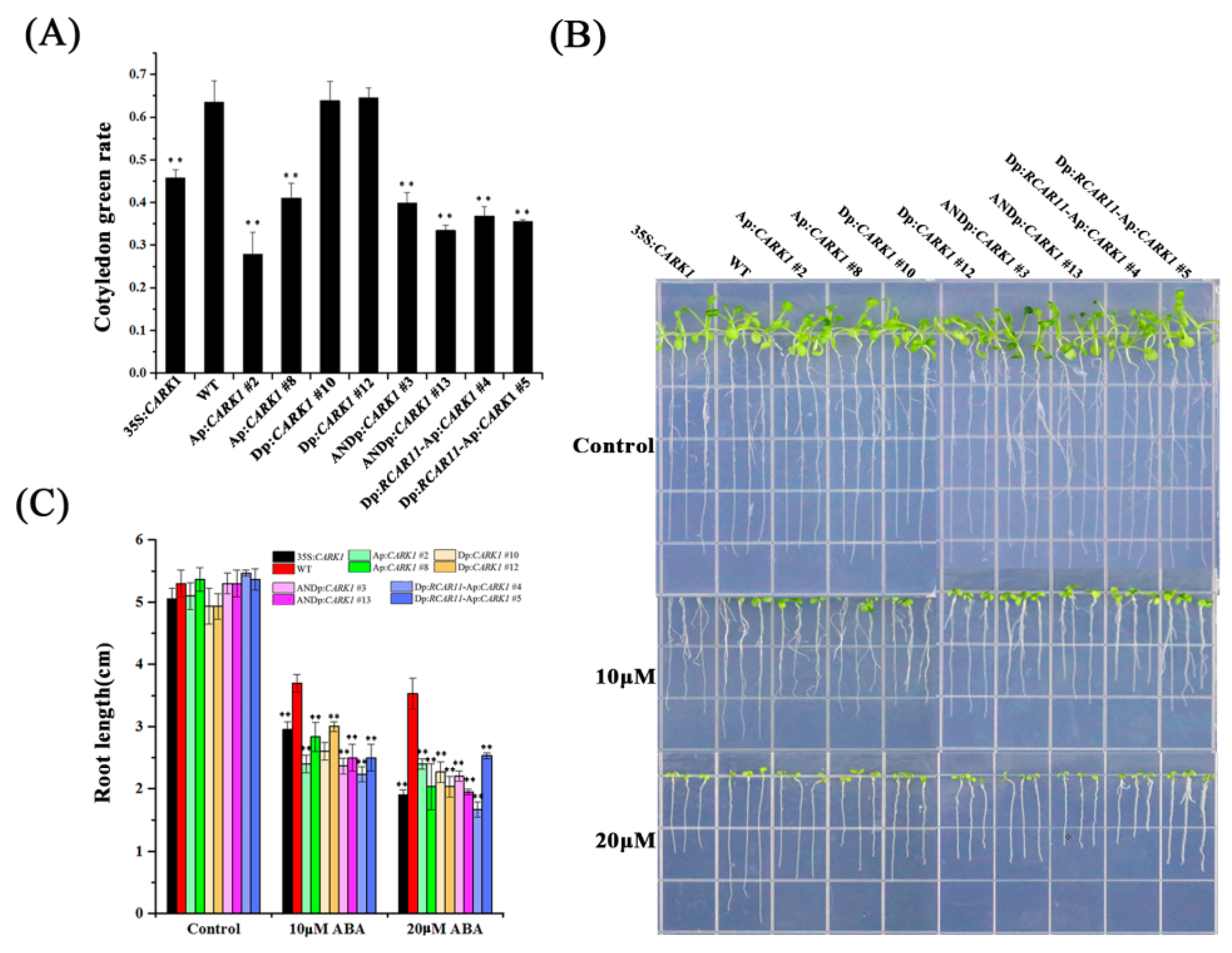 Ijms 19 01945 g004 Ijms 19 01945 g004