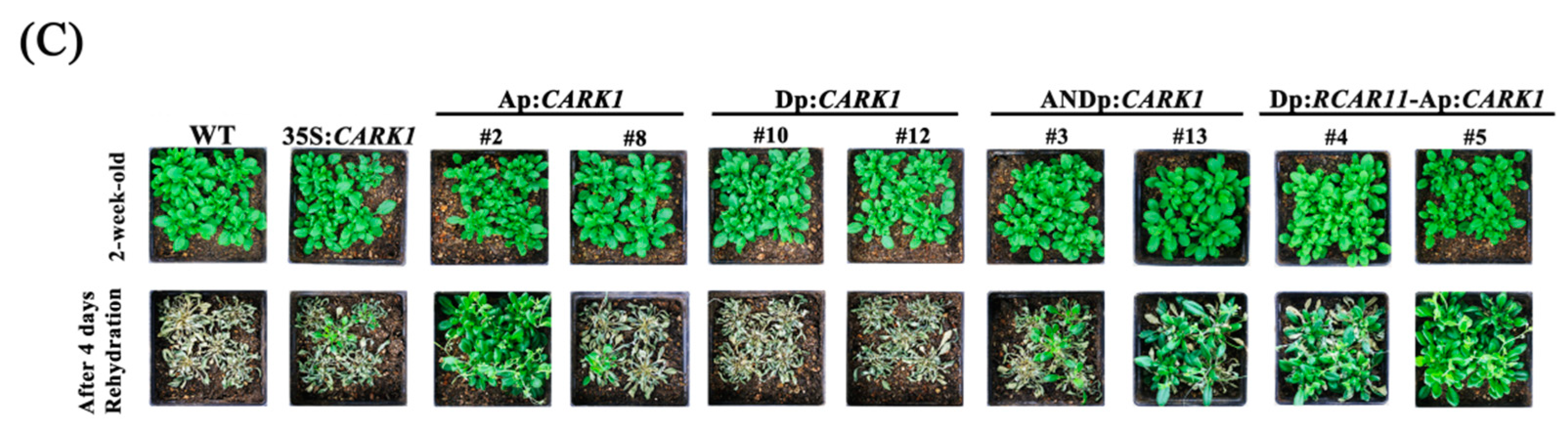 Ijms 19 01945 g005b Ijms 19 01945 g005b
