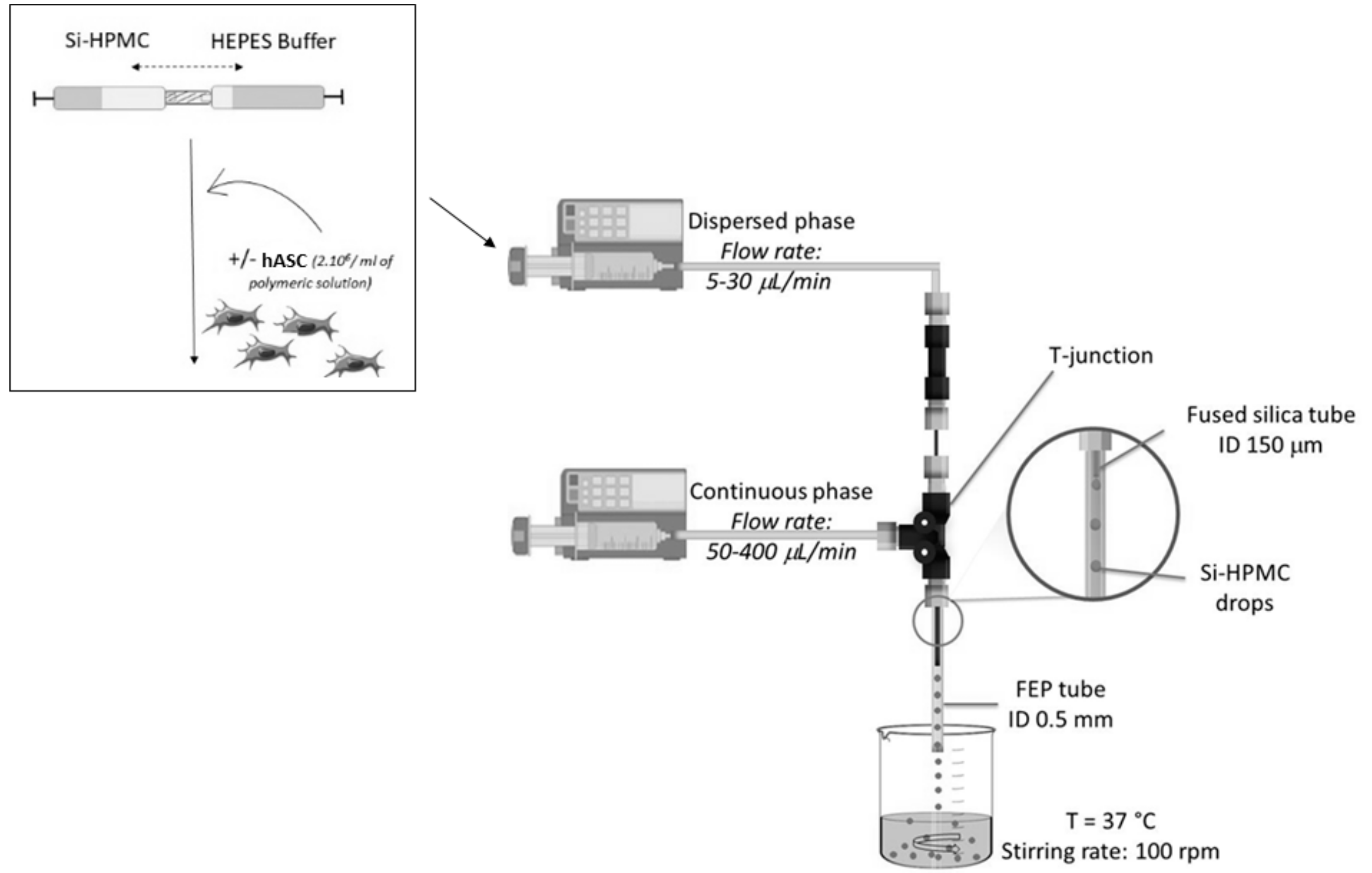 Ijms 19 01952 g005 Ijms 19 01952 g005