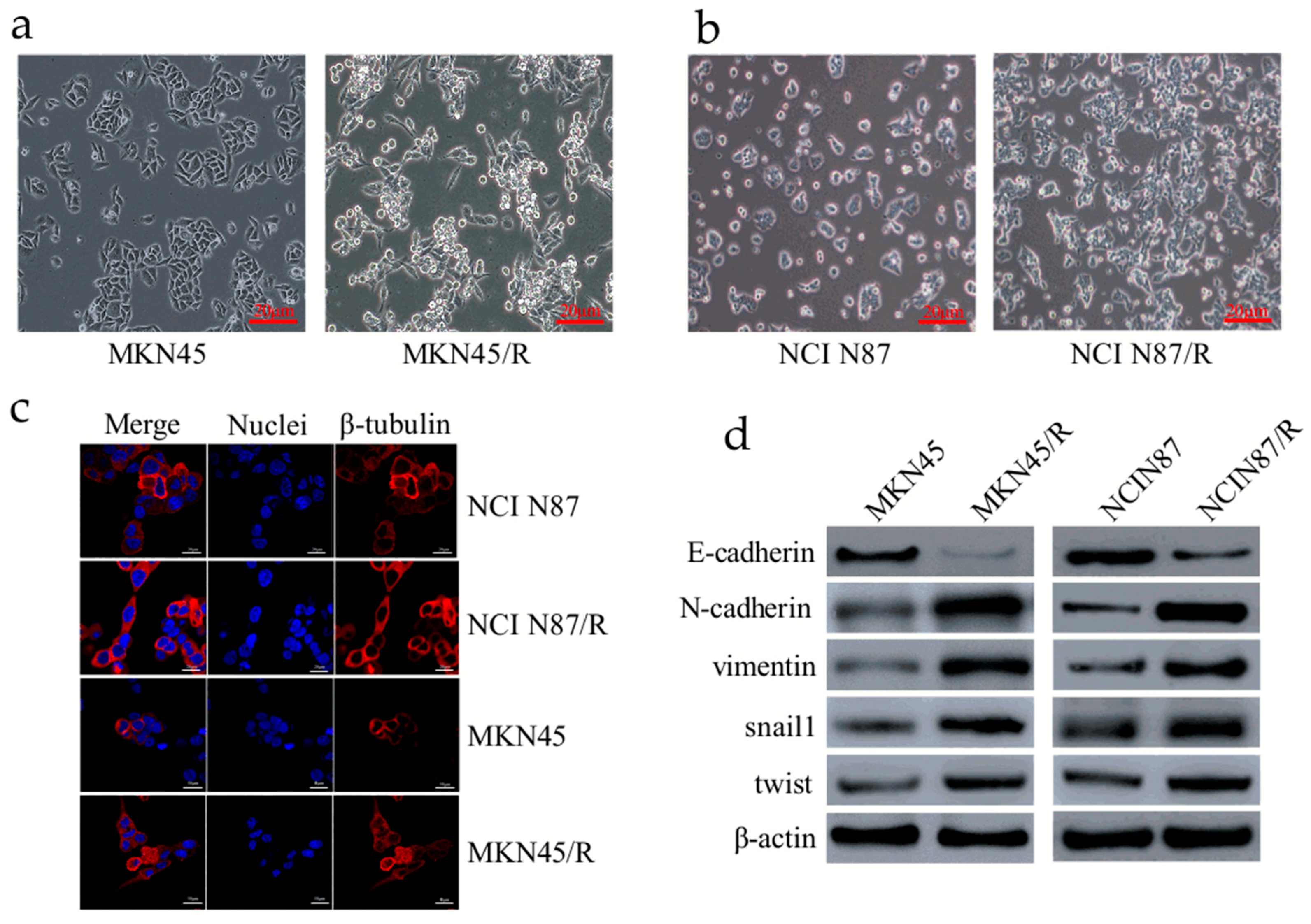 Ijms 19 01981 g001a Ijms 19 01981 g001a