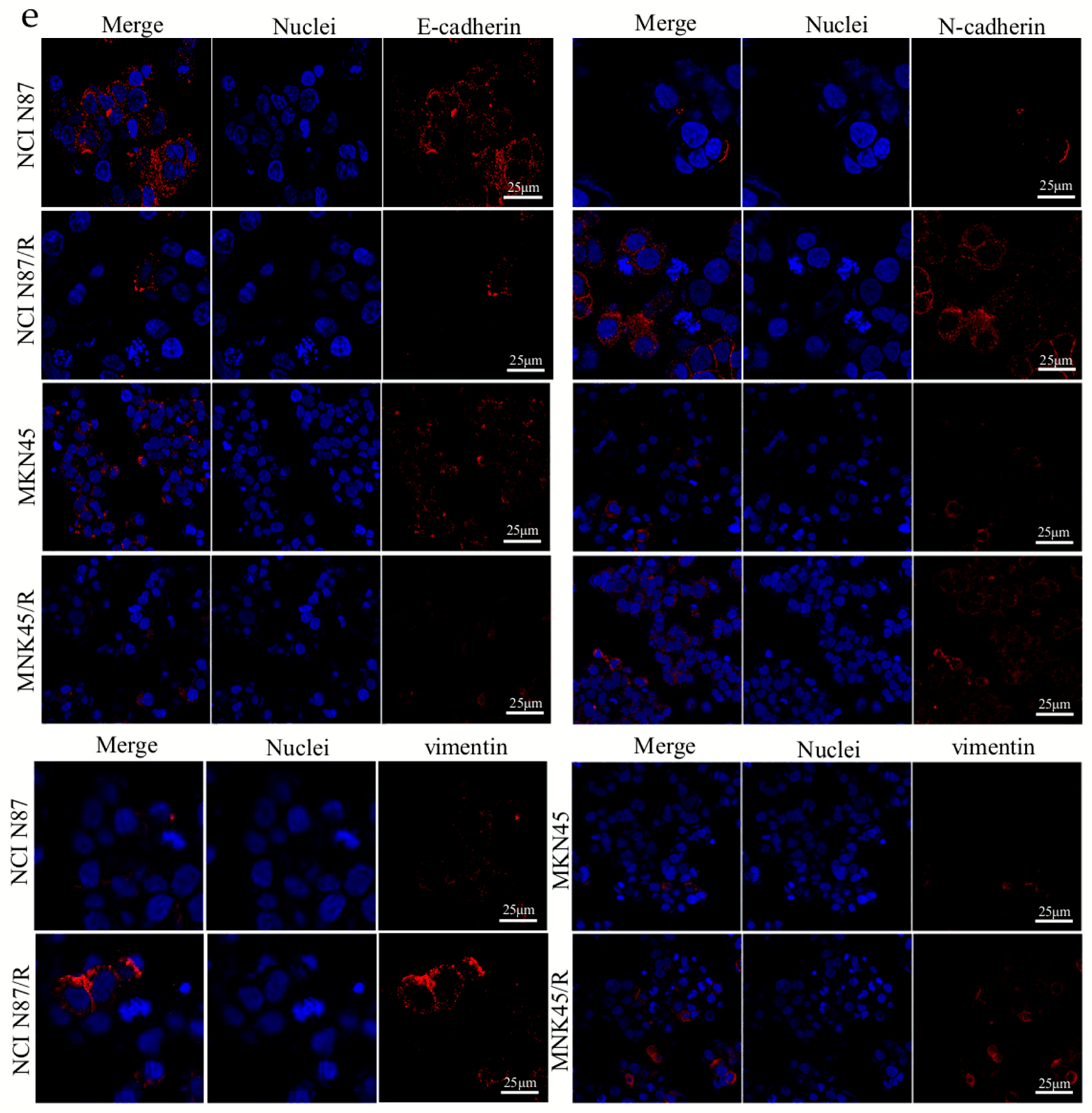 Ijms 19 01981 g001b Ijms 19 01981 g001b