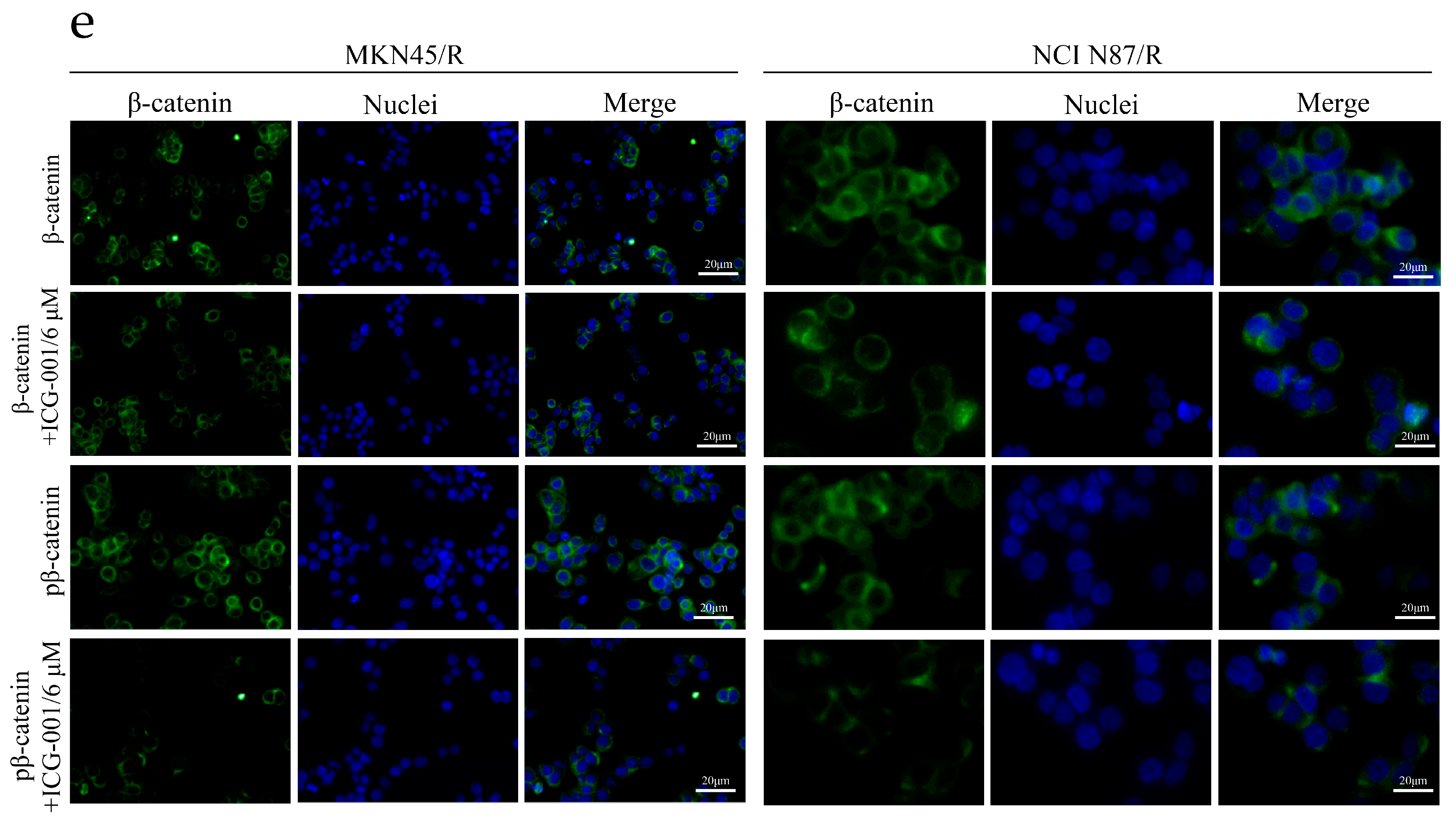 Ijms 19 01981 g005b Ijms 19 01981 g005b
