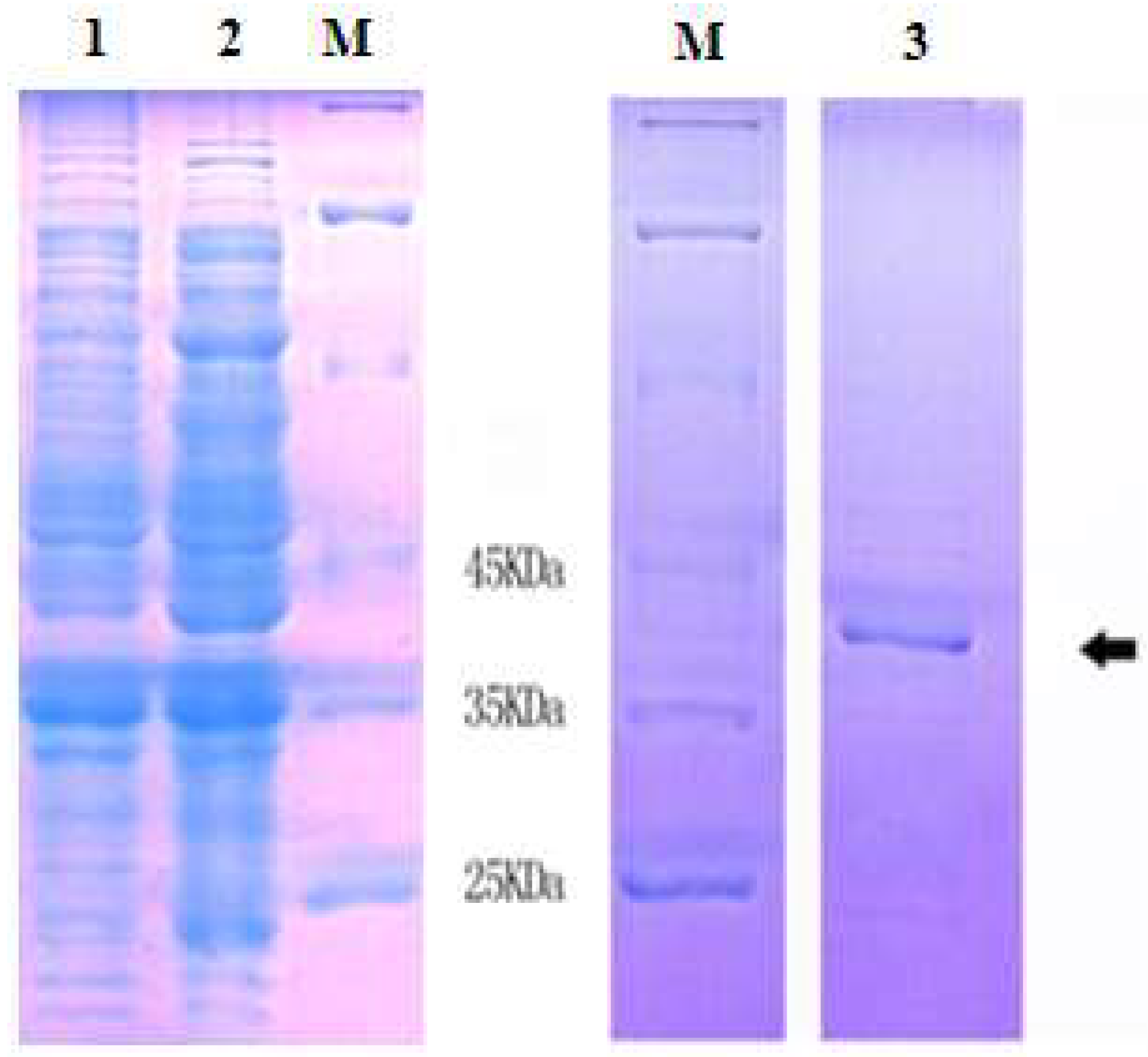 Ijms 19 01990 g005 Ijms 19 01990 g005