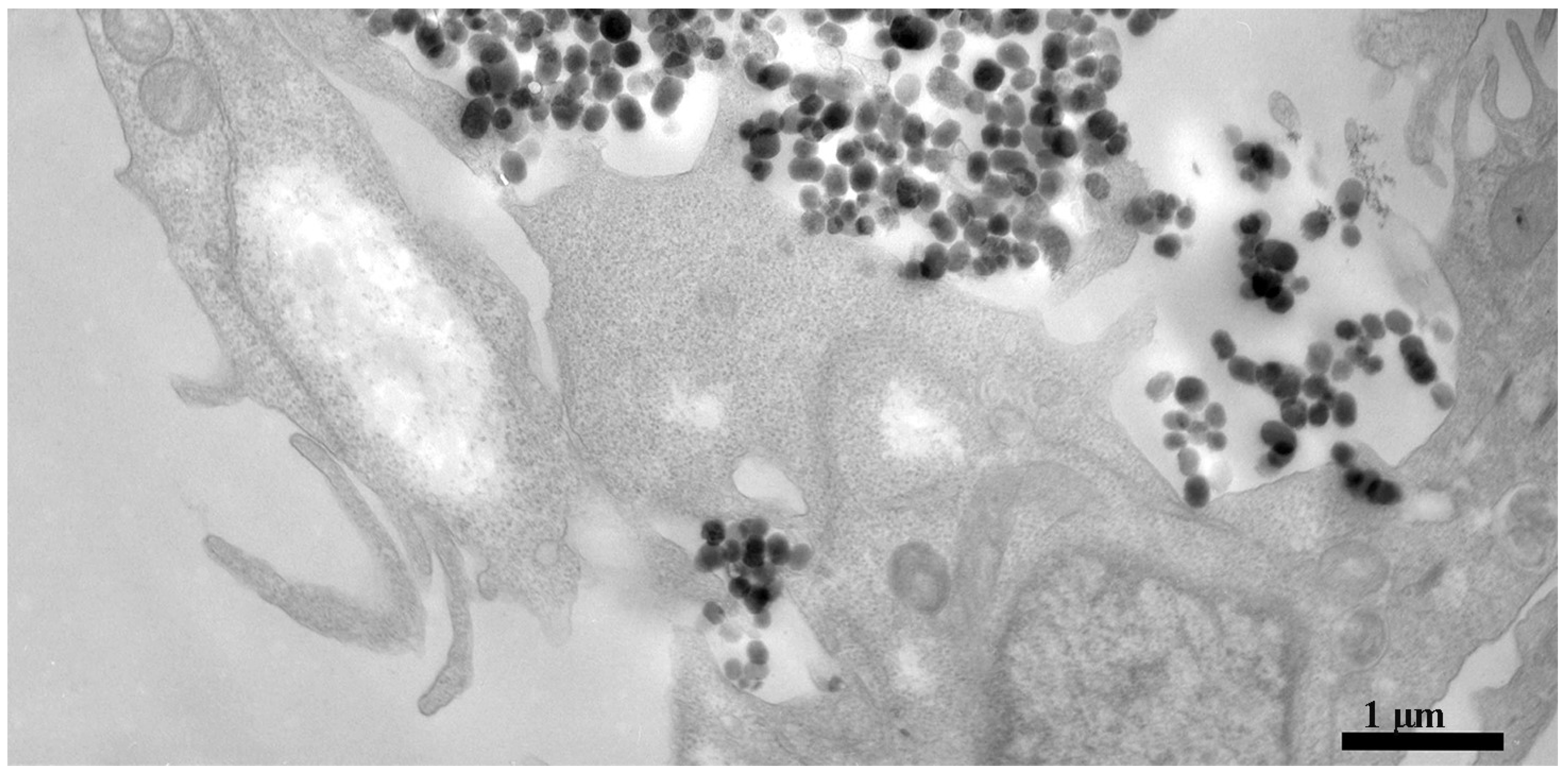 Ijms 19 01991 g003 Ijms 19 01991 g003