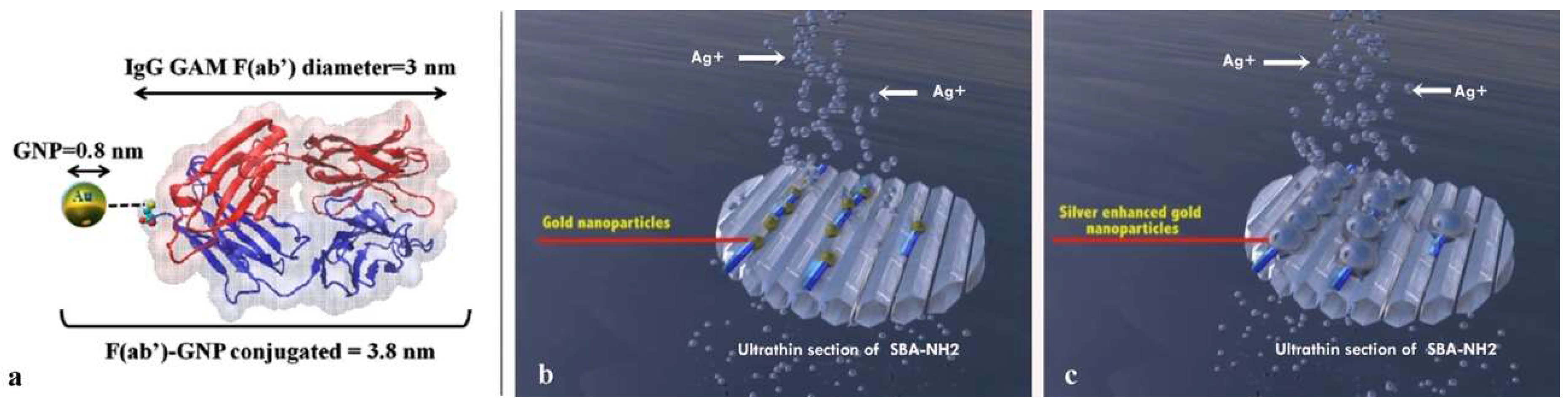 Ijms 19 01991 g007 Ijms 19 01991 g007