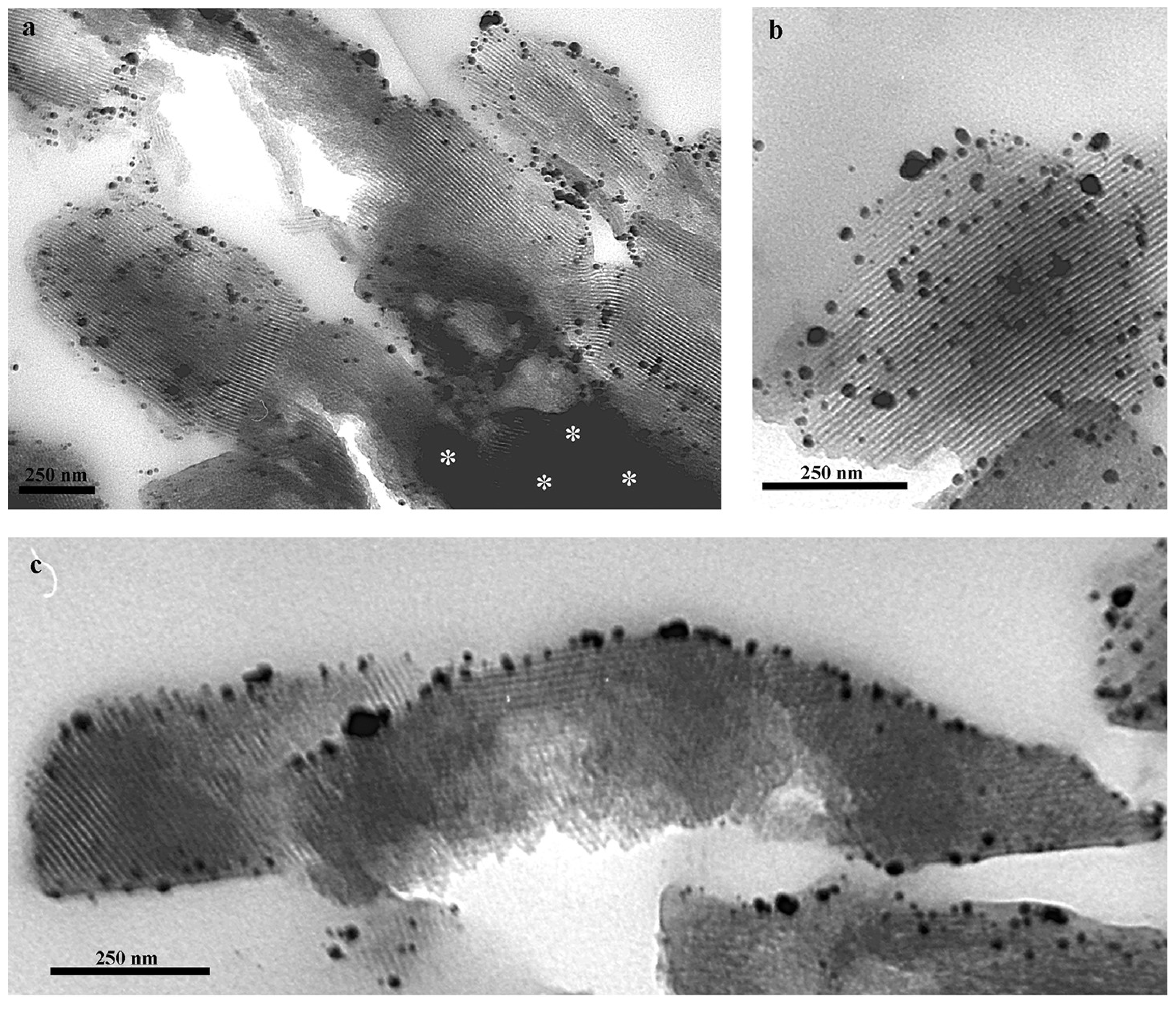 Ijms 19 01991 g008 Ijms 19 01991 g008