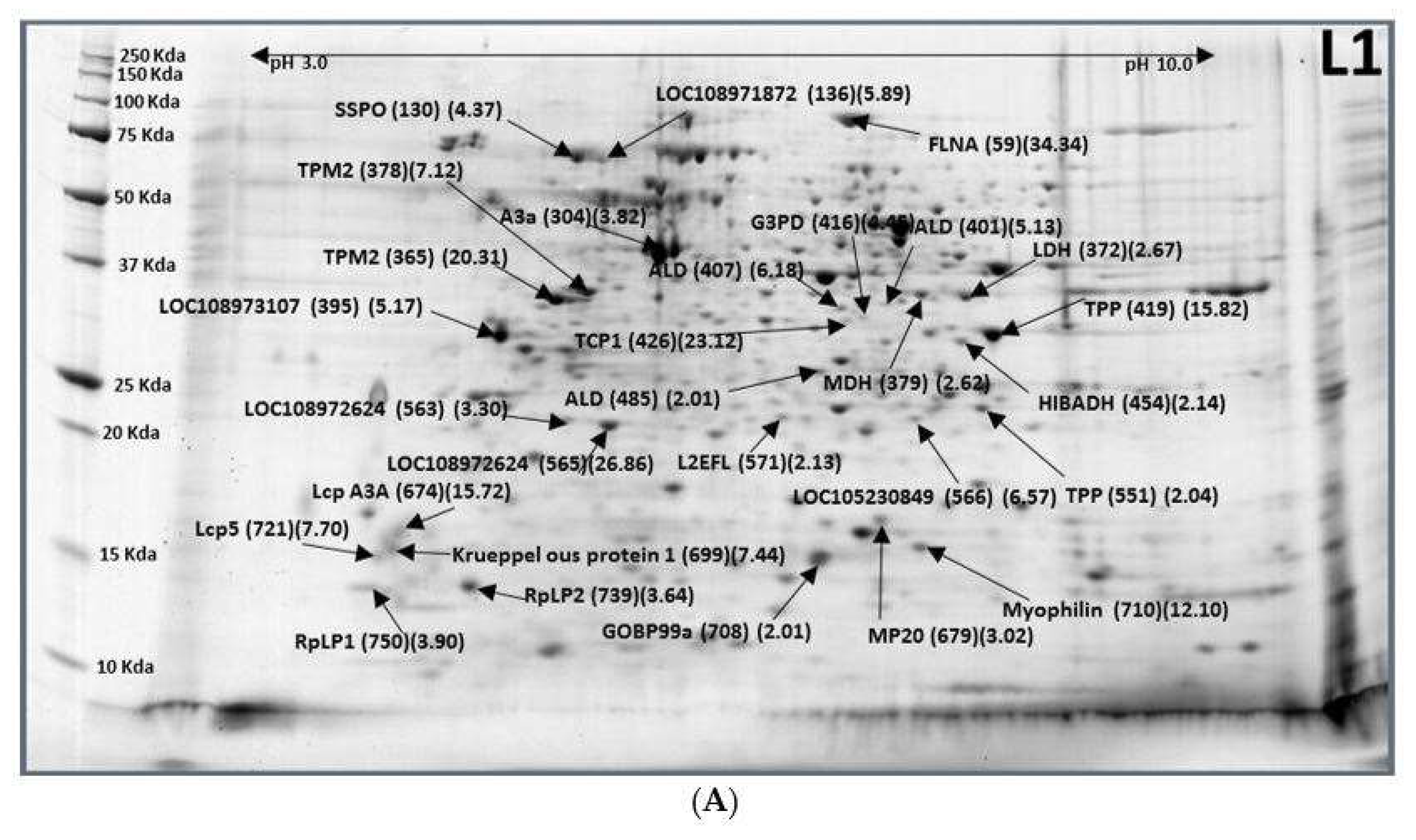 Ijms 19 01996 g001a Ijms 19 01996 g001a