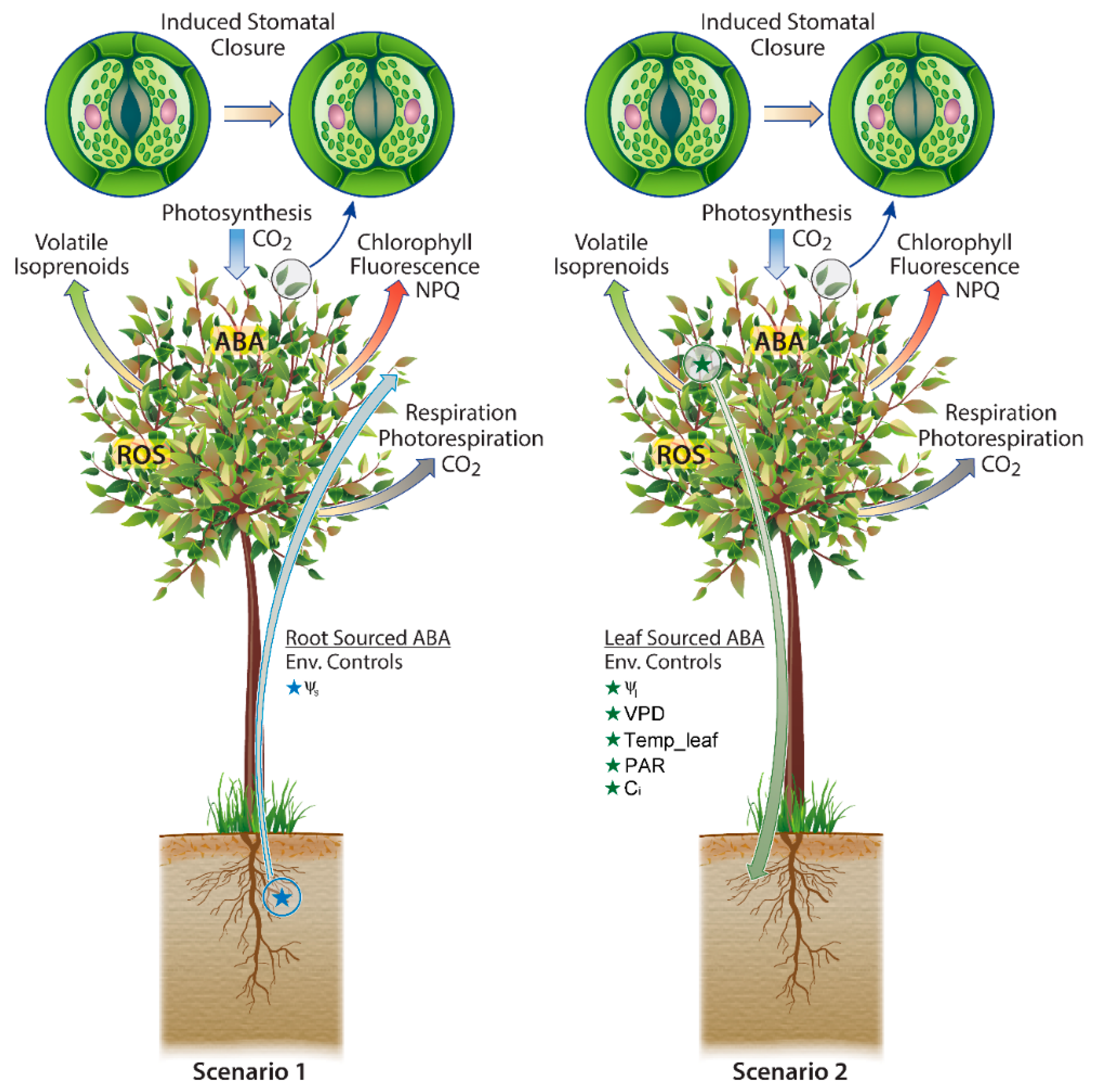 Ijms 19 02023 g003 Ijms 19 02023 g003