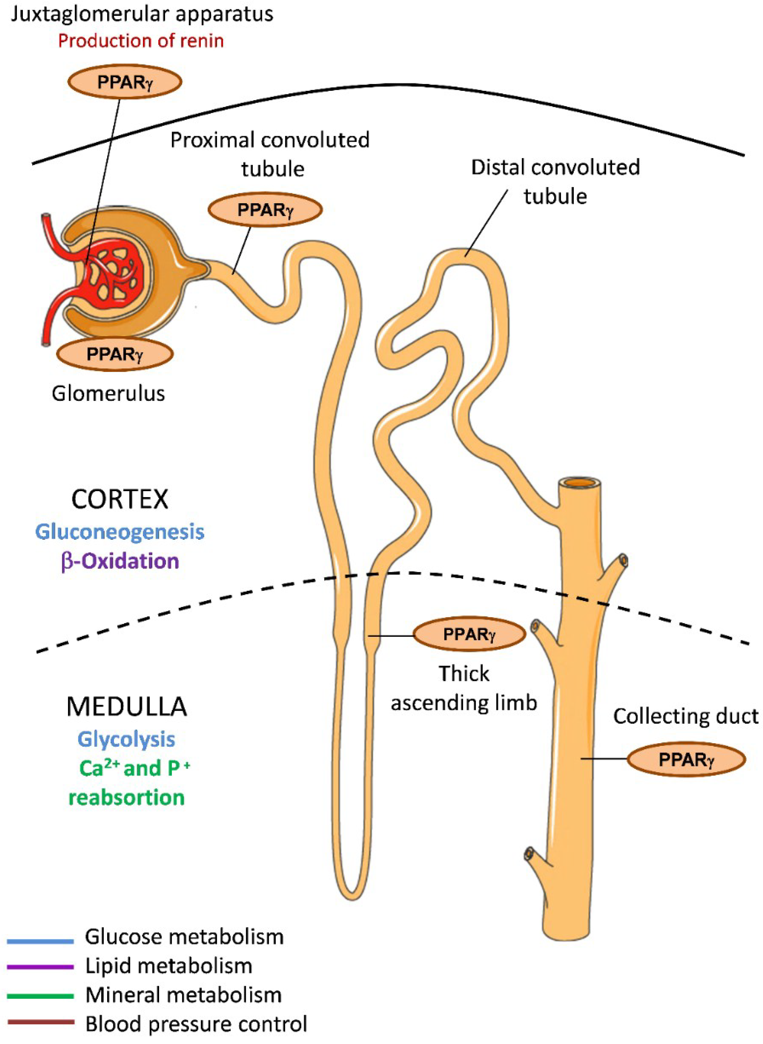 Ijms 19 02063 g001 Ijms 19 02063 g001