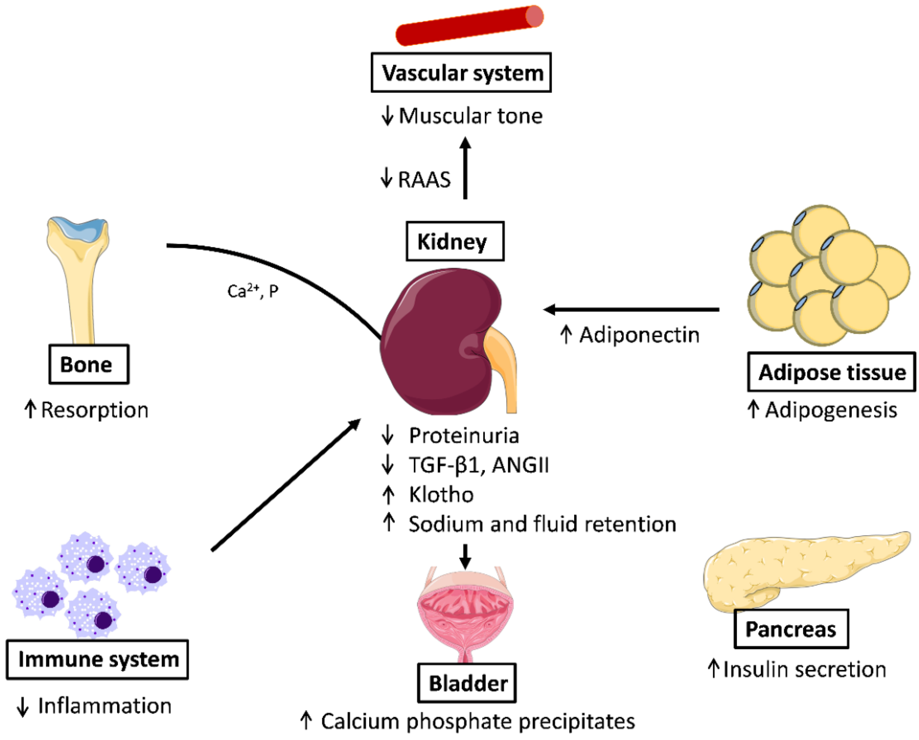 Ijms 19 02063 g002 Ijms 19 02063 g002