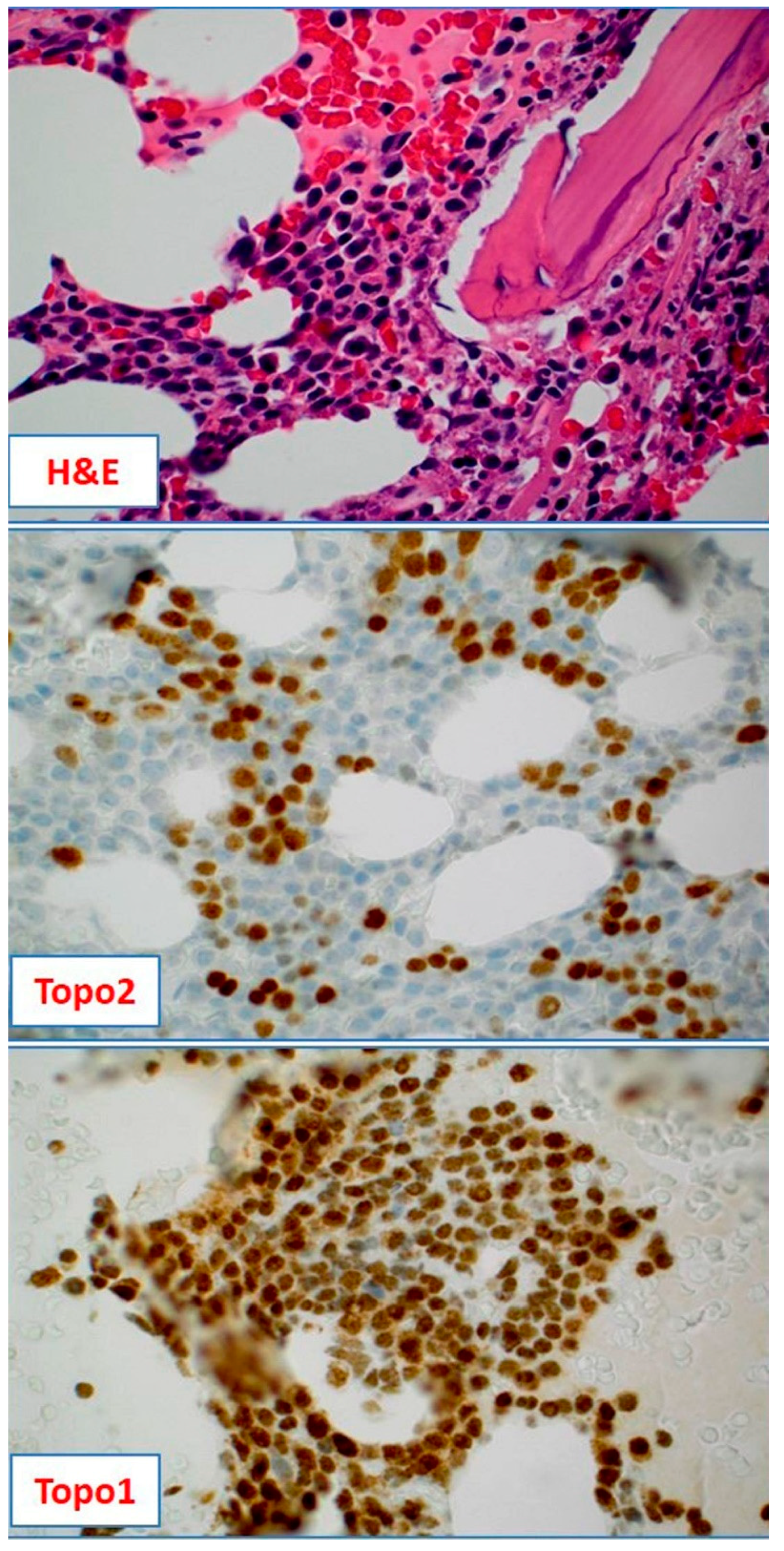 Ijms 19 02087 g003 Ijms 19 02087 g003