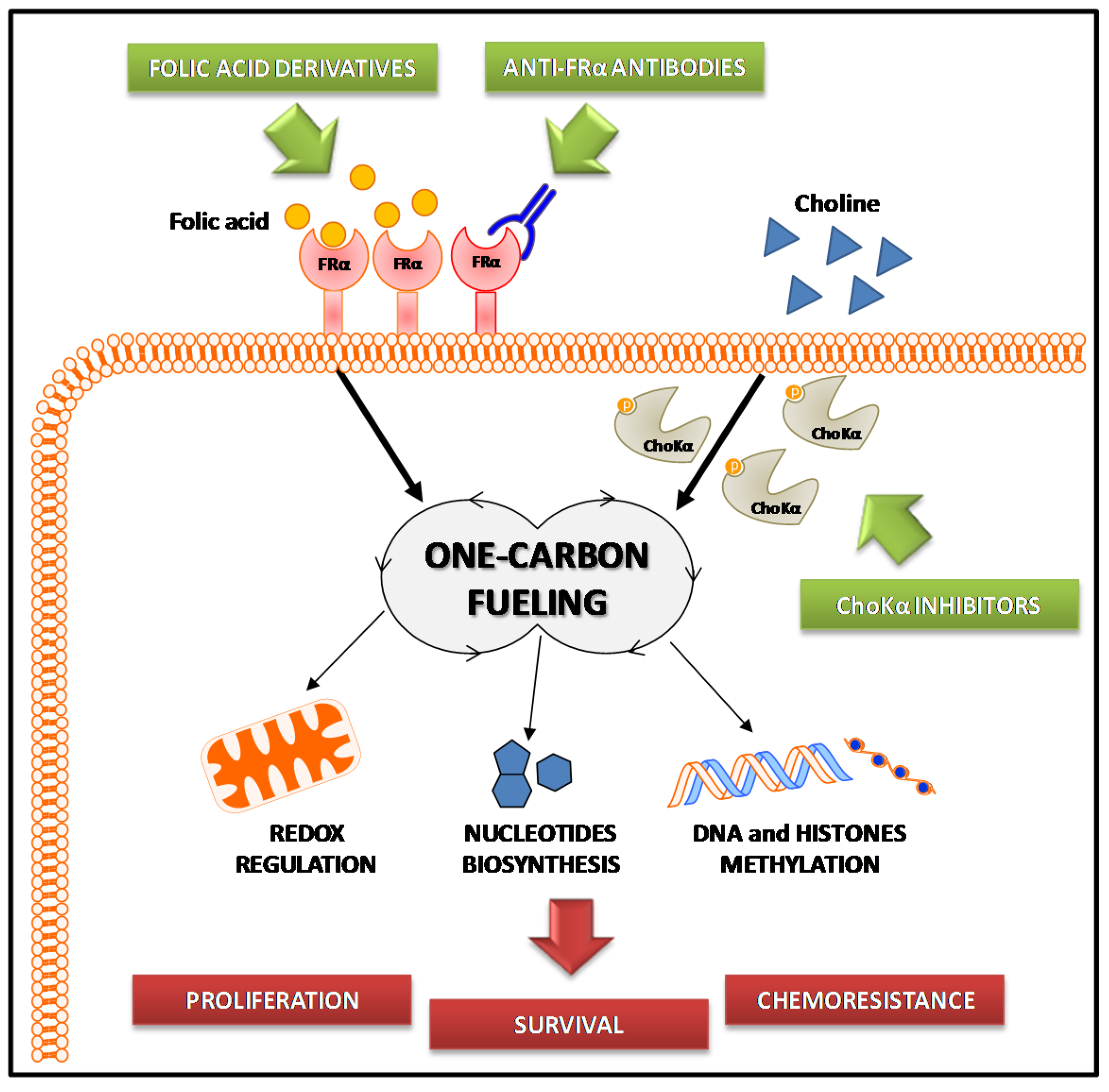 Ijms 19 02092 g002 Ijms 19 02092 g002