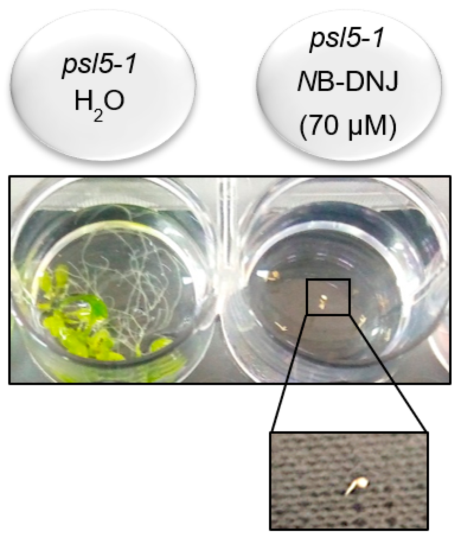 Ijms 19 02135 g005 Ijms 19 02135 g005