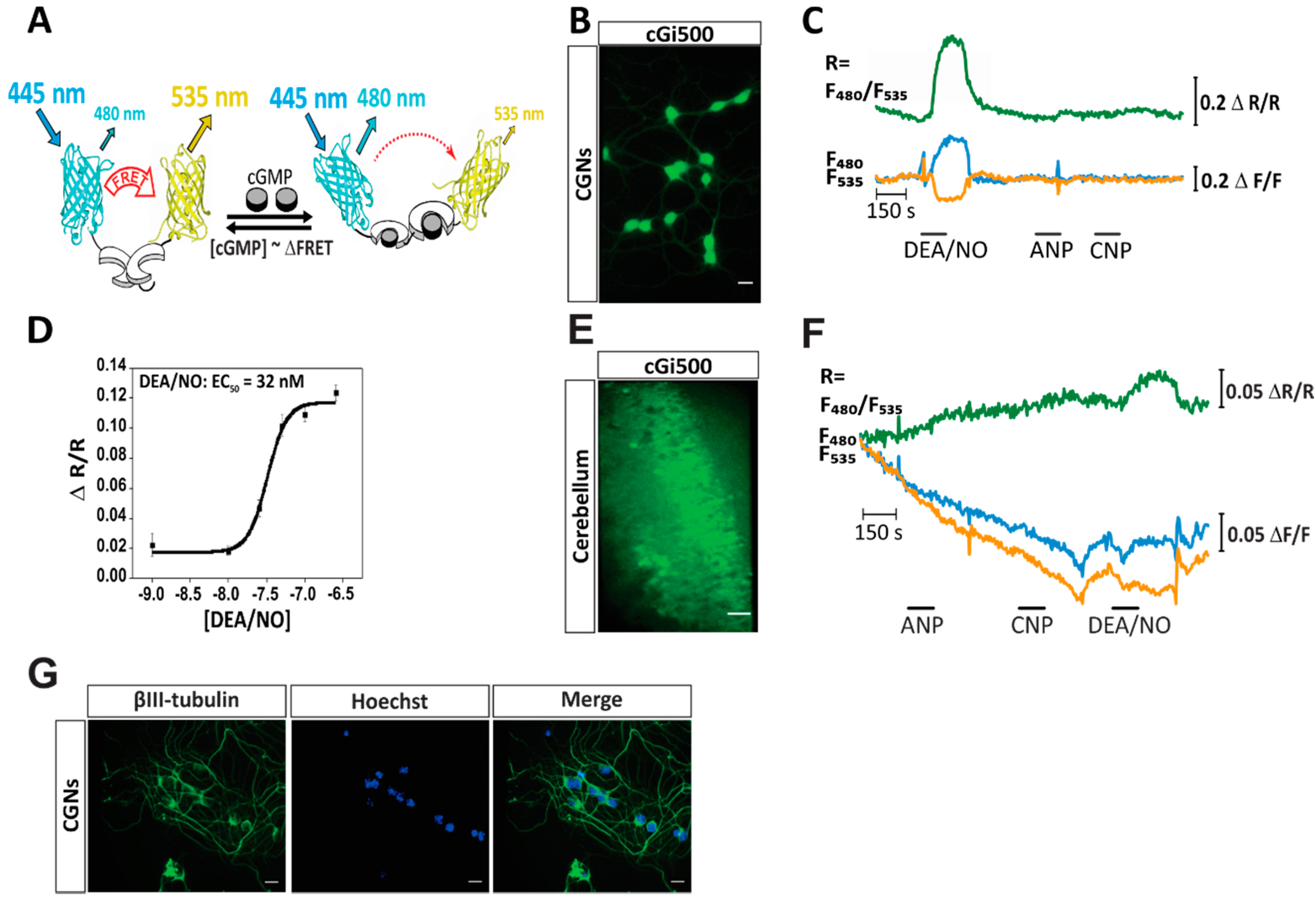 Ijms 19 02185 g001 Ijms 19 02185 g001