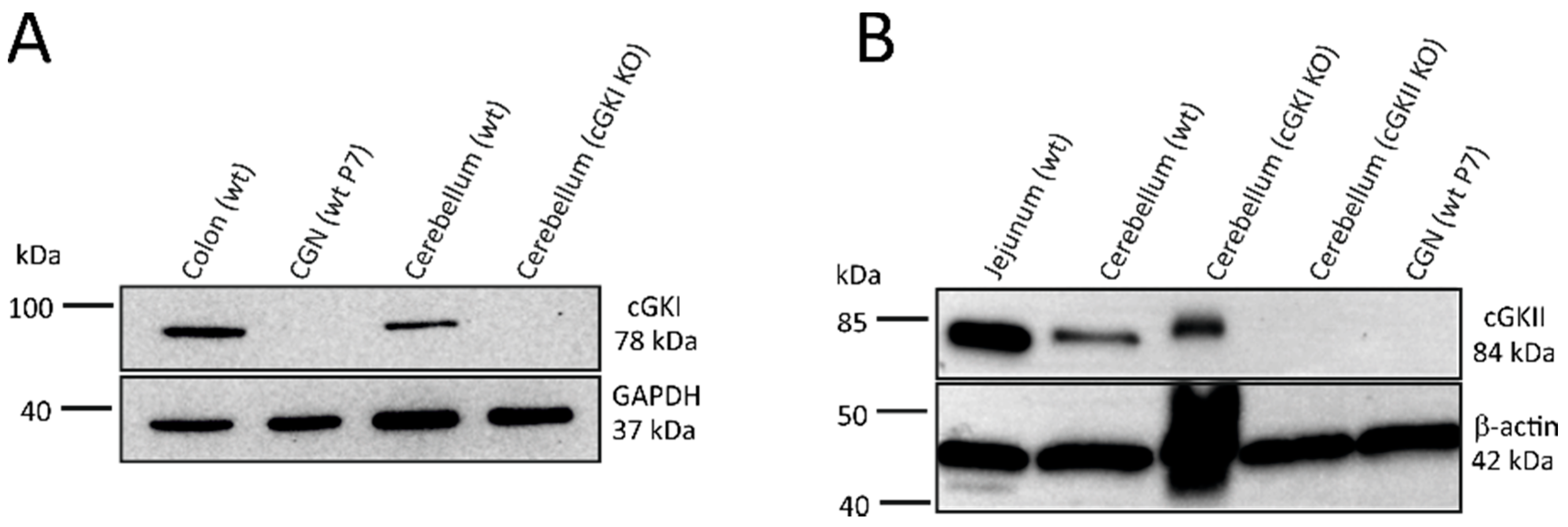 Ijms 19 02185 g004 Ijms 19 02185 g004