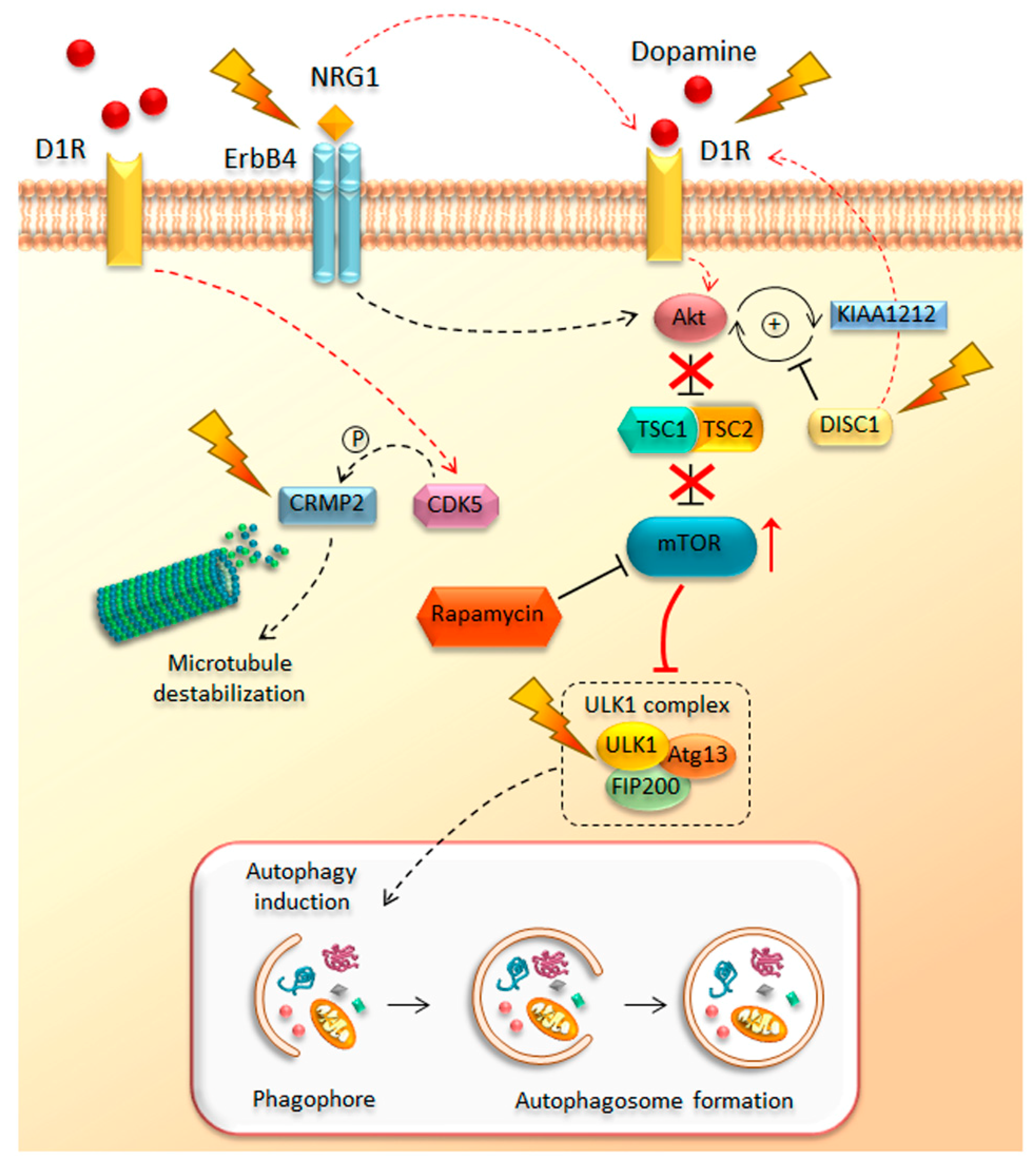 Ijms 19 02226 g003 Ijms 19 02226 g003