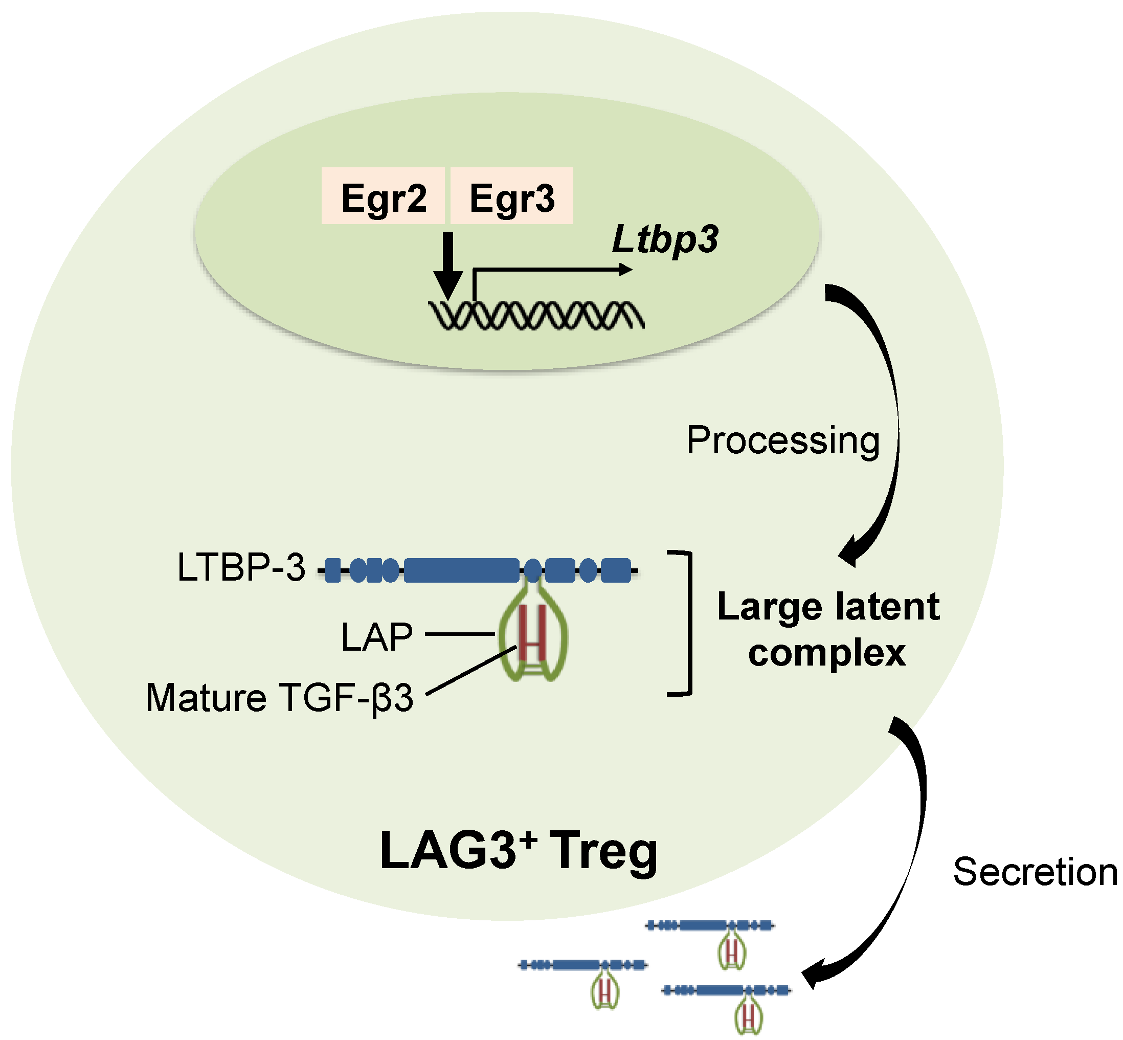 Ijms 19 02261 g001 Ijms 19 02261 g001