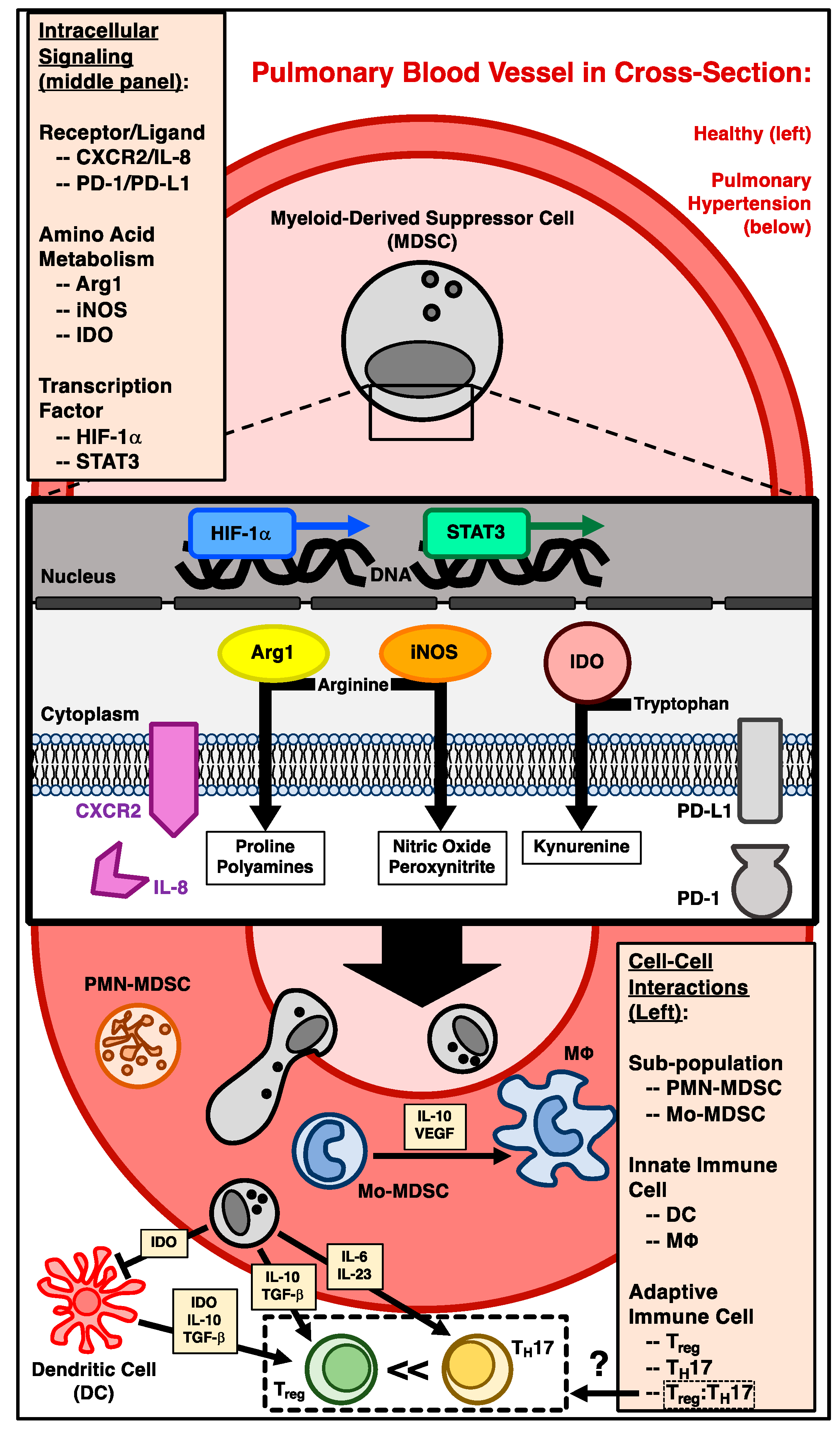 Ijms 19 02277 g001 Ijms 19 02277 g001