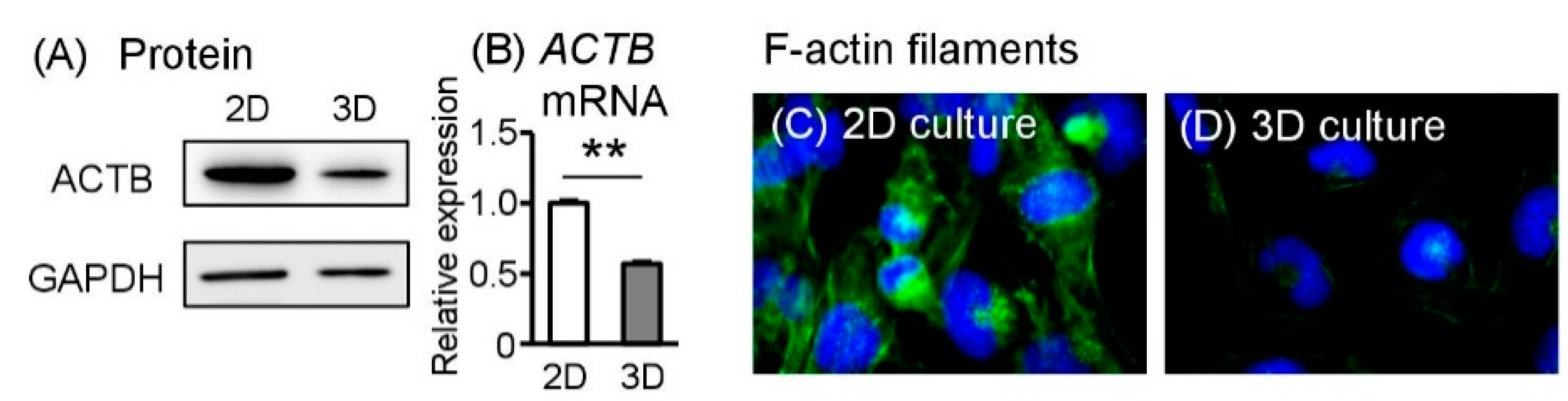 Ijms 19 02322 g004 Ijms 19 02322 g004