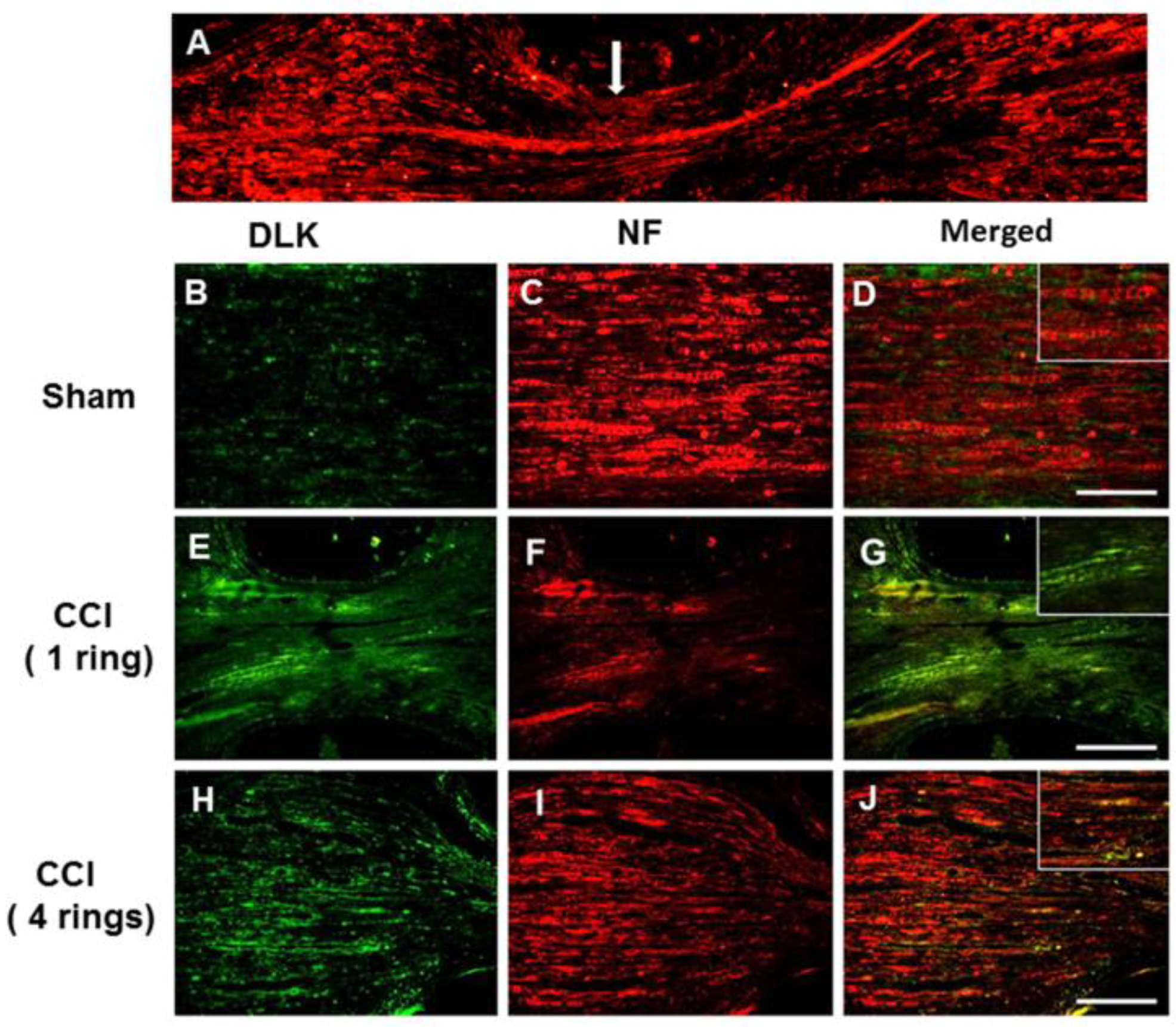 Ijms 19 02421 g001 Ijms 19 02421 g001