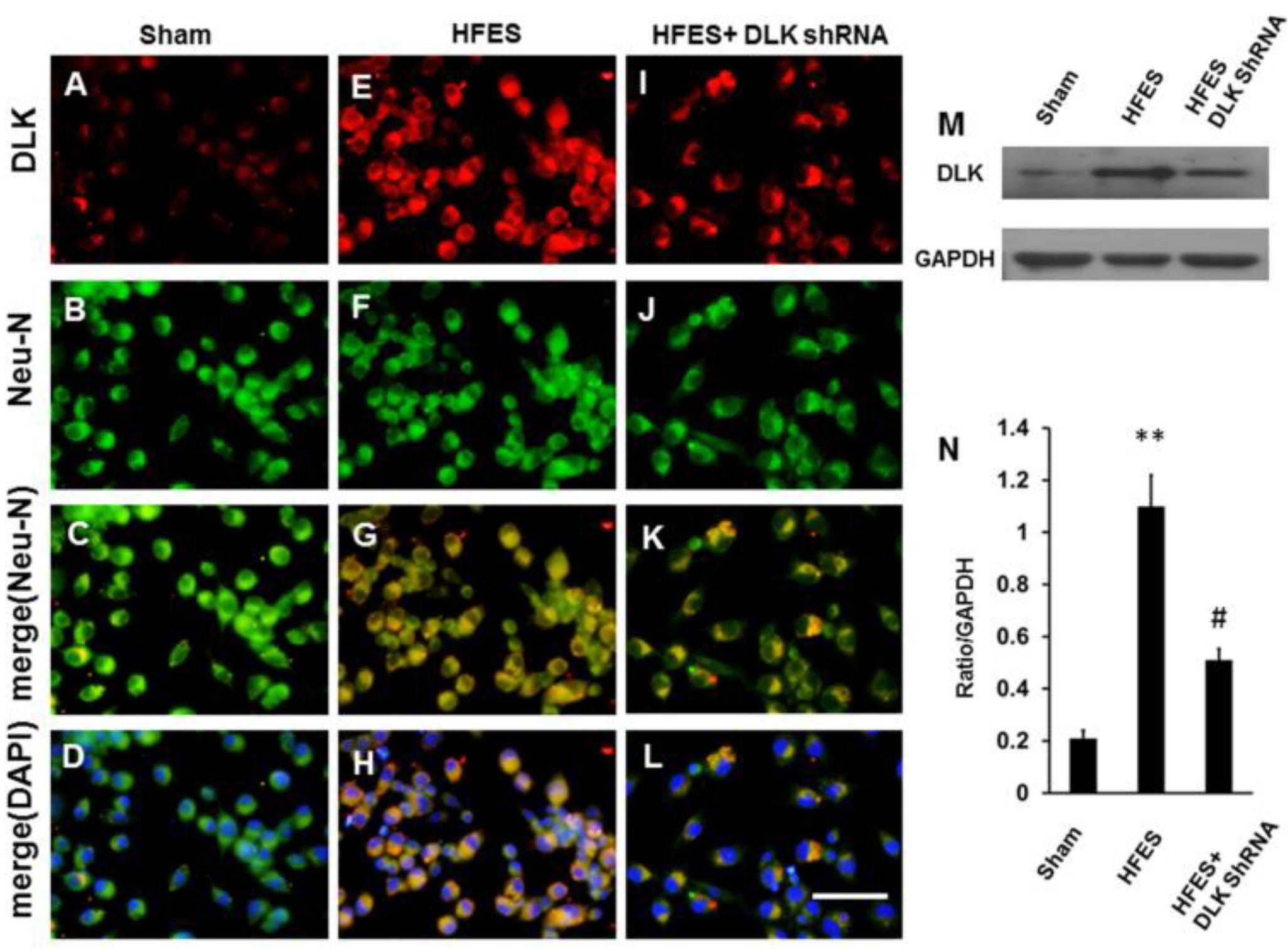 Ijms 19 02421 g004 Ijms 19 02421 g004
