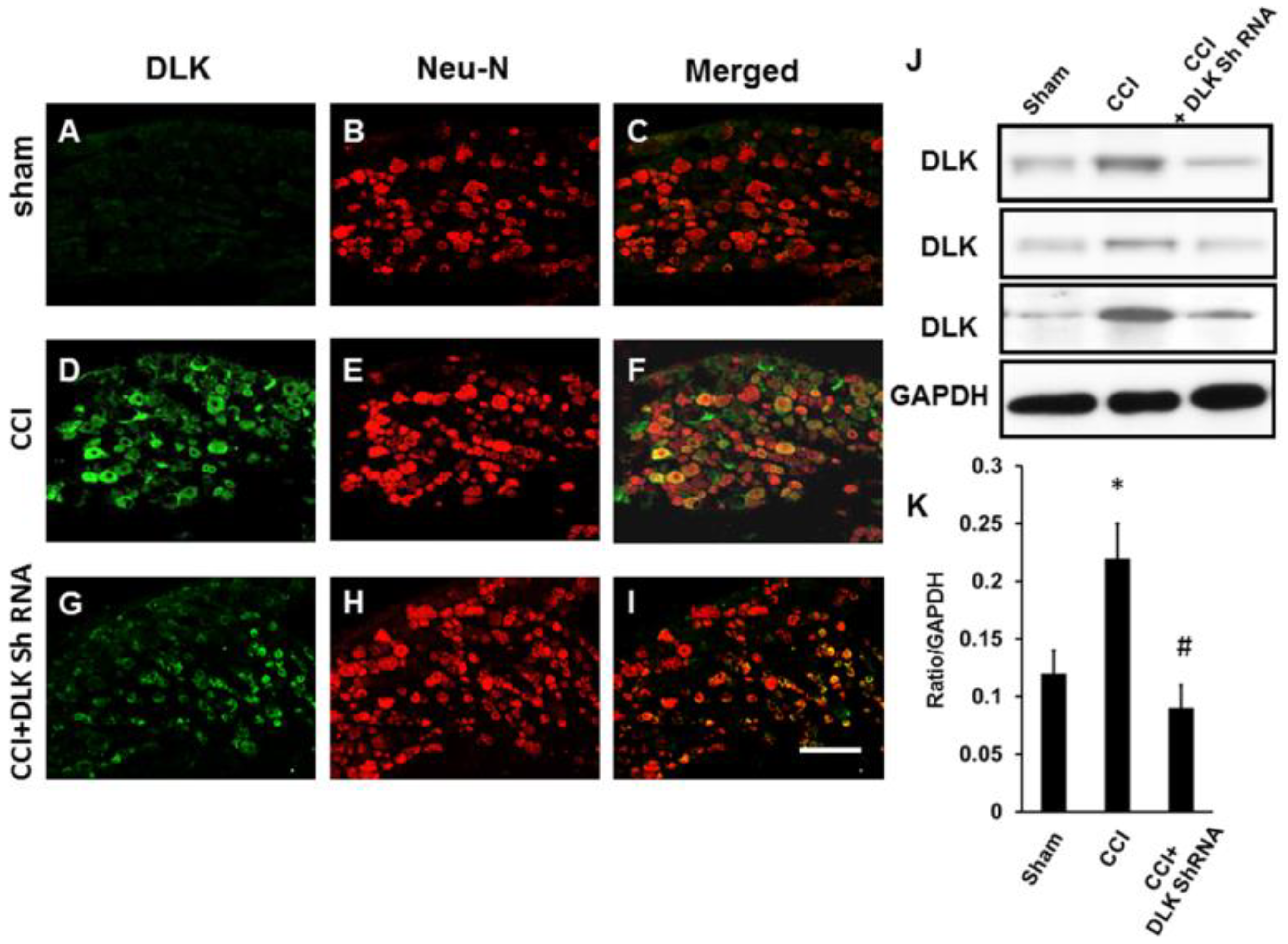 Ijms 19 02421 g007 Ijms 19 02421 g007