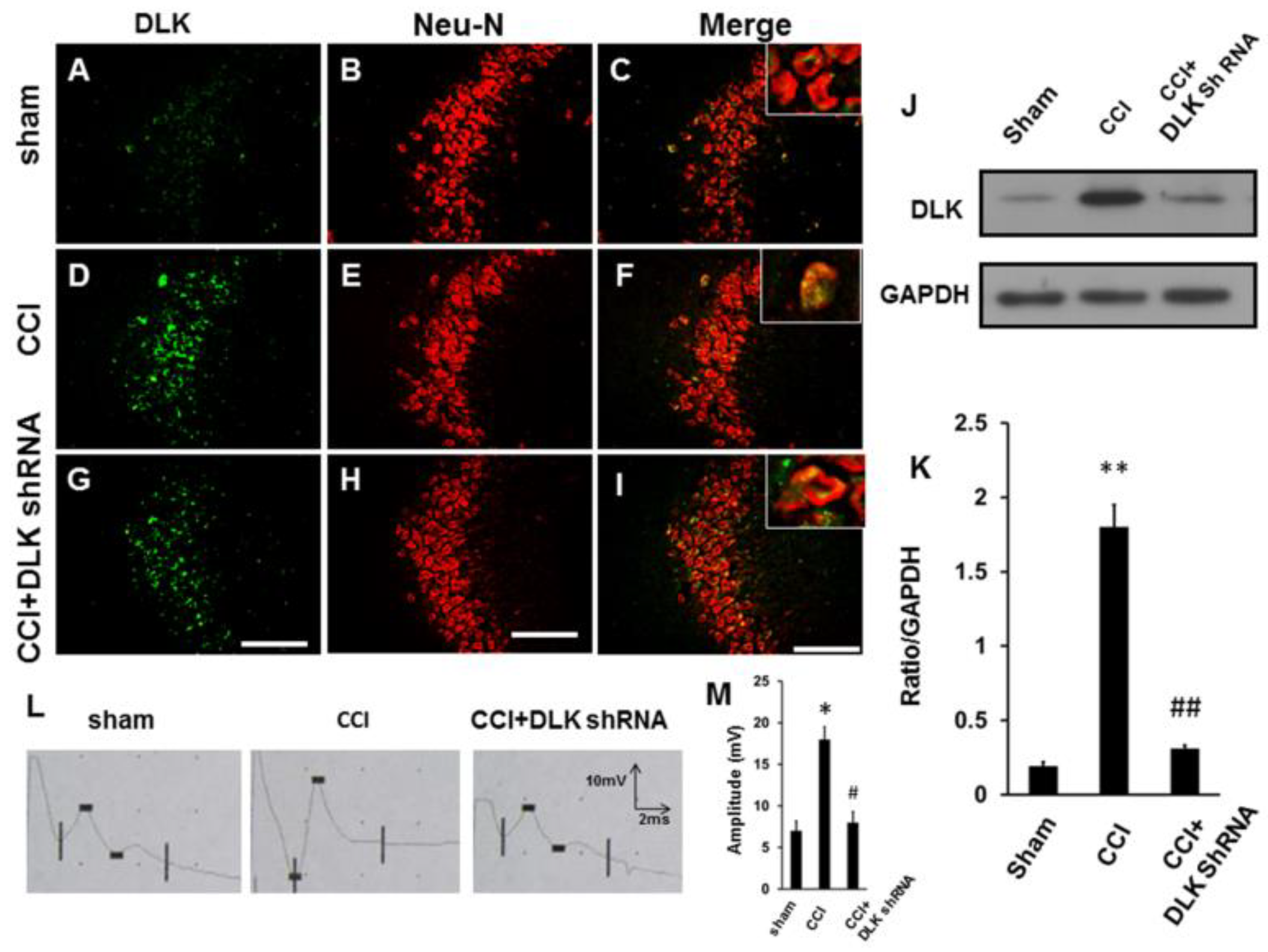 Ijms 19 02421 g008 Ijms 19 02421 g008