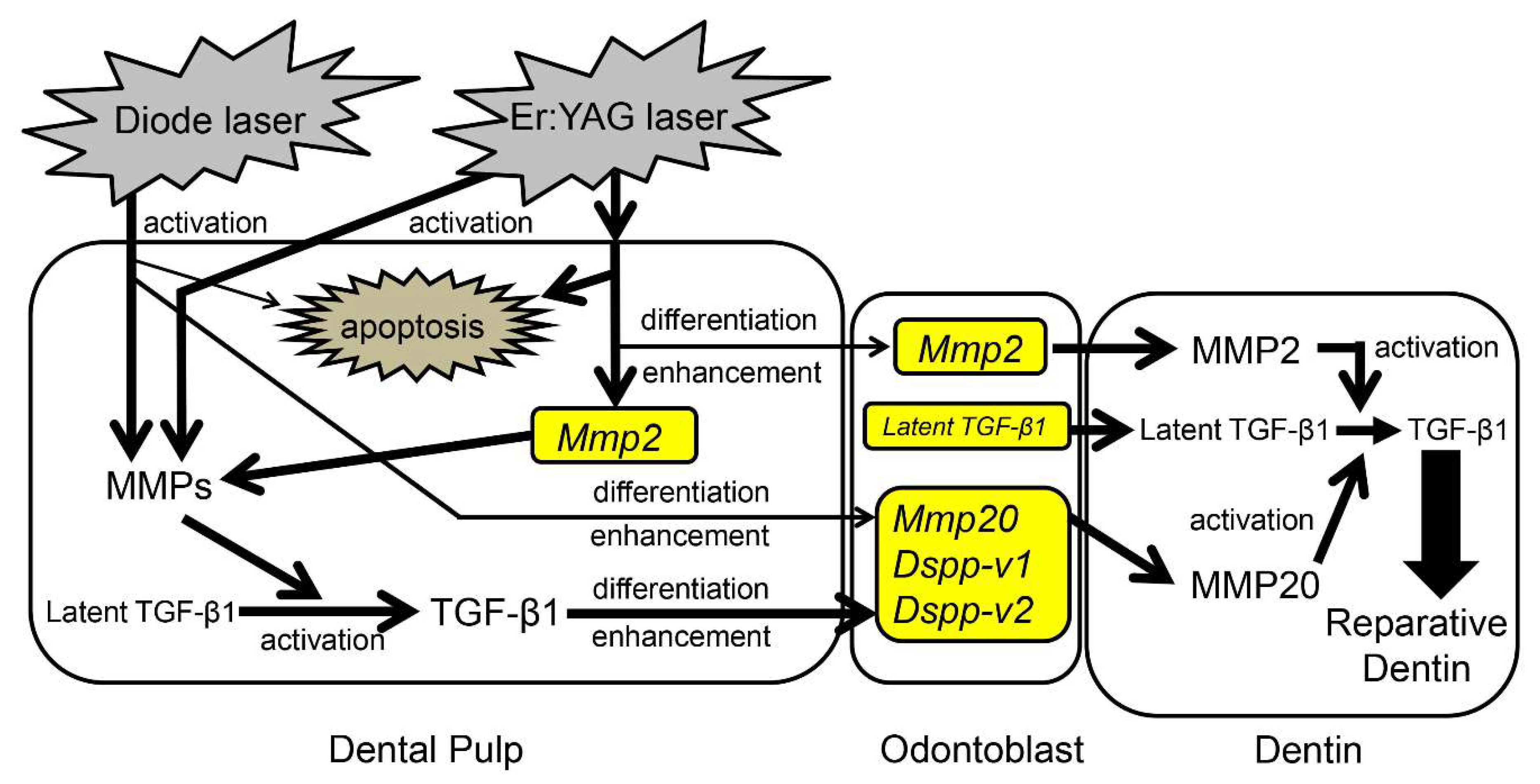 Ijms 19 02429 g008 Ijms 19 02429 g008